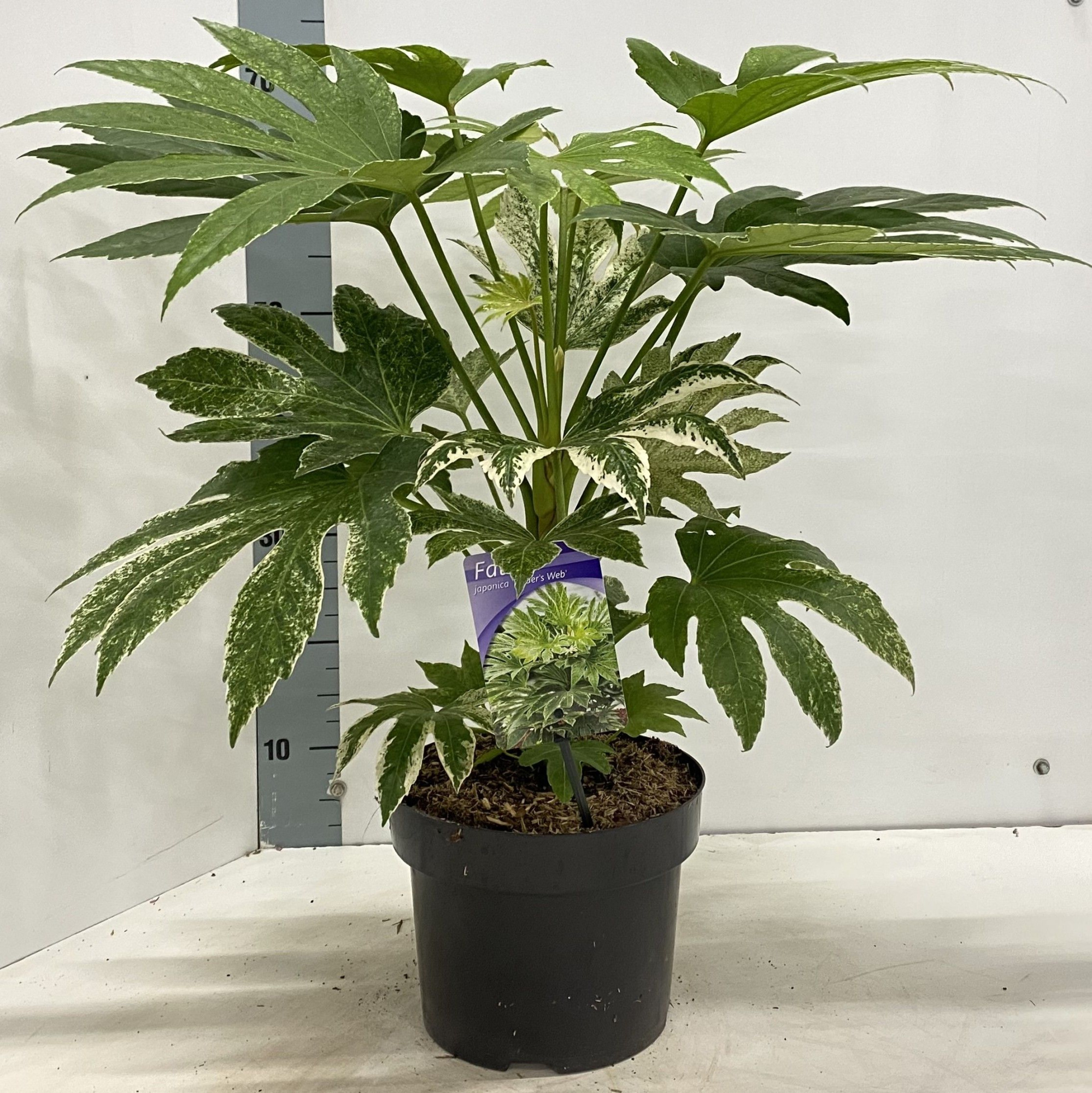 Fatsia japonica 'Spiders Web', D 23 cm