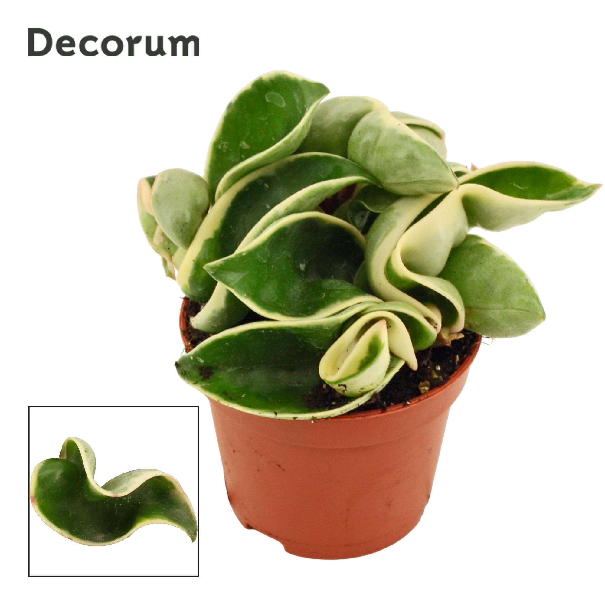 Hoya carnosa 6 cm Compacta variegata Decorum, D 6 cm