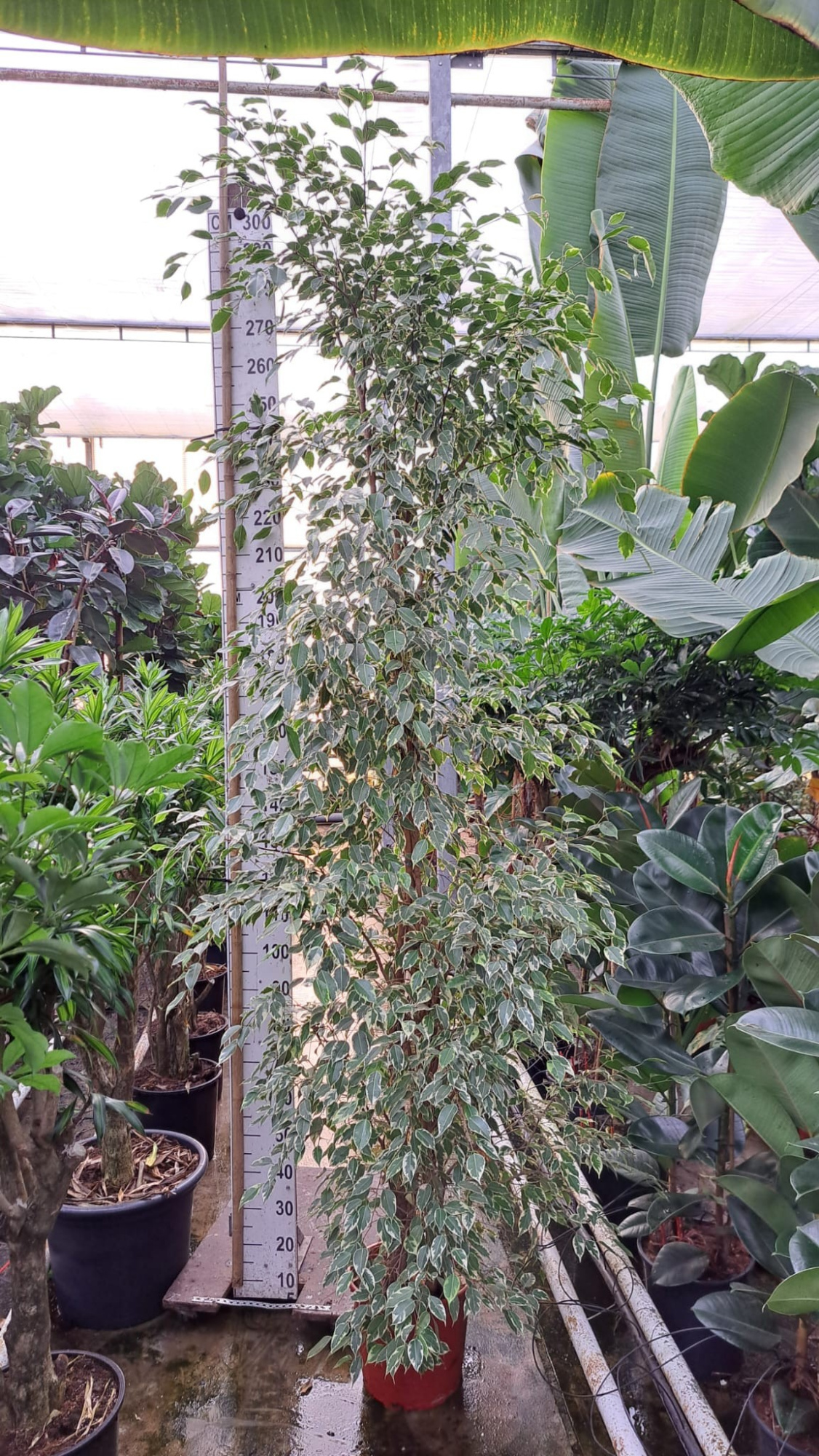 Ficus Golden King piramide 300, D 35