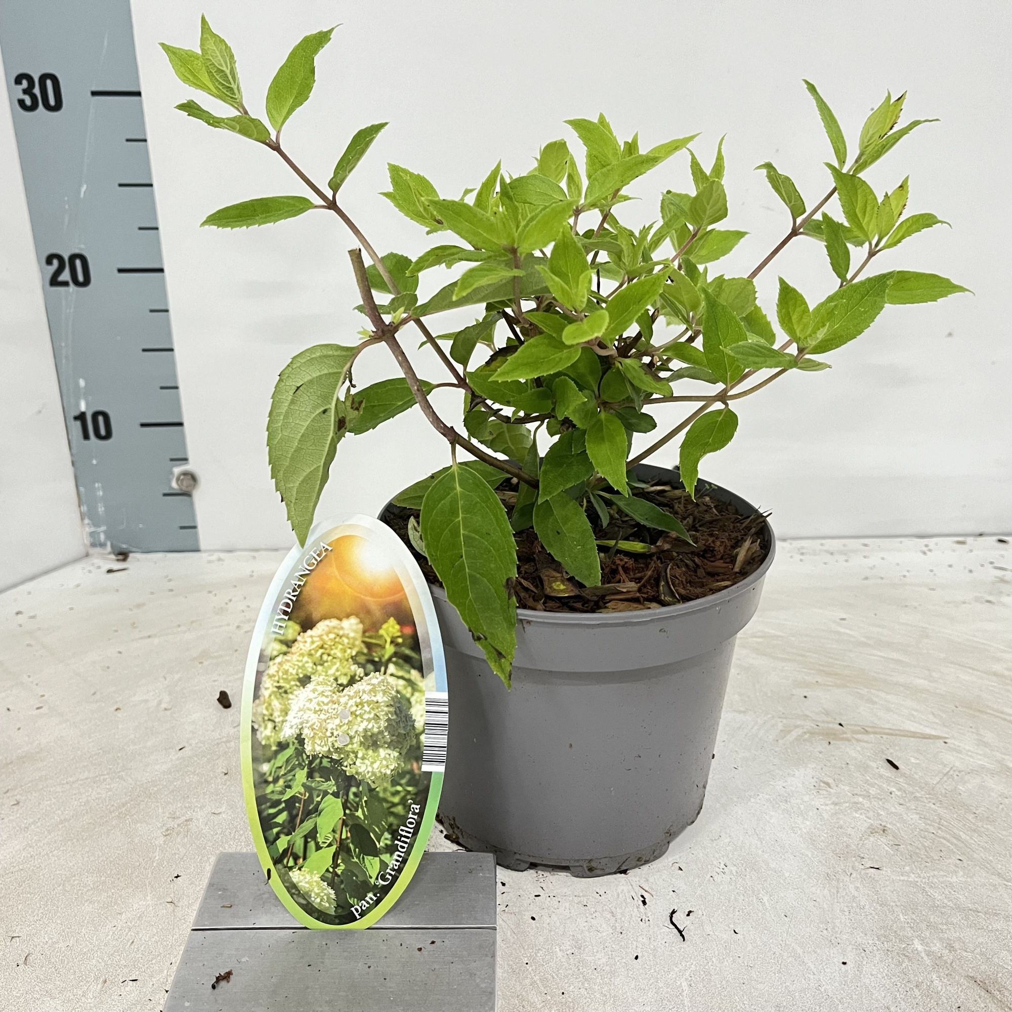 Hydrangea pan. ‘Grandiflora’, D 17 cm