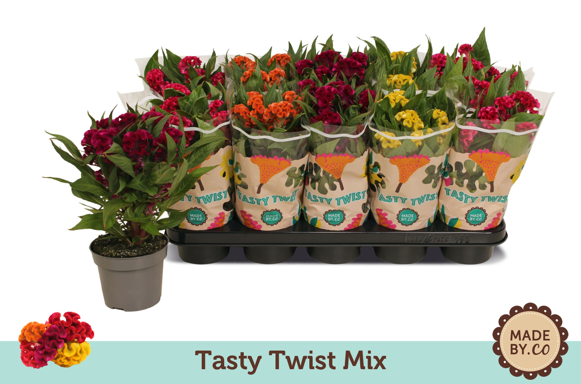 Celosia Tasty Twist Mix, D 12