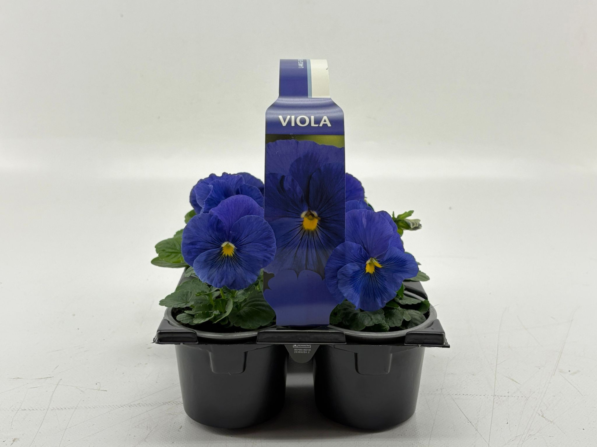 Sixpack Viola F1 Clear True Blue, D 9 cm