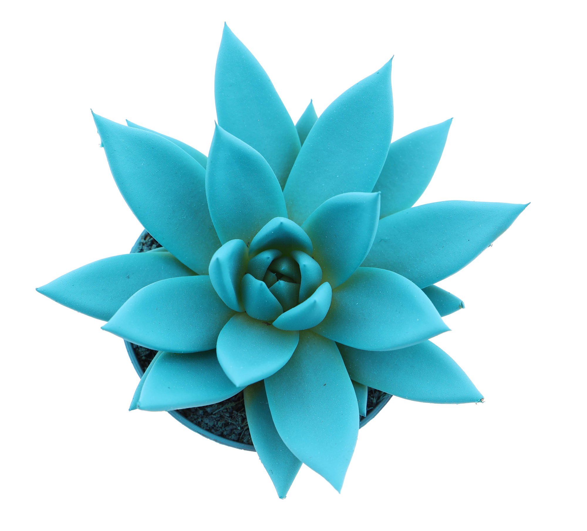 Rainbow mint, D 8,5 cm