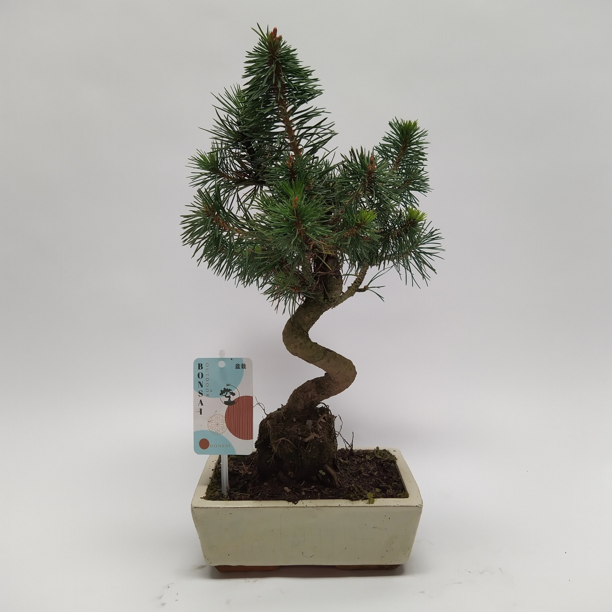 Pinus Sylvestris Bonsai 'Traditional' 20 cm, D 20 cm