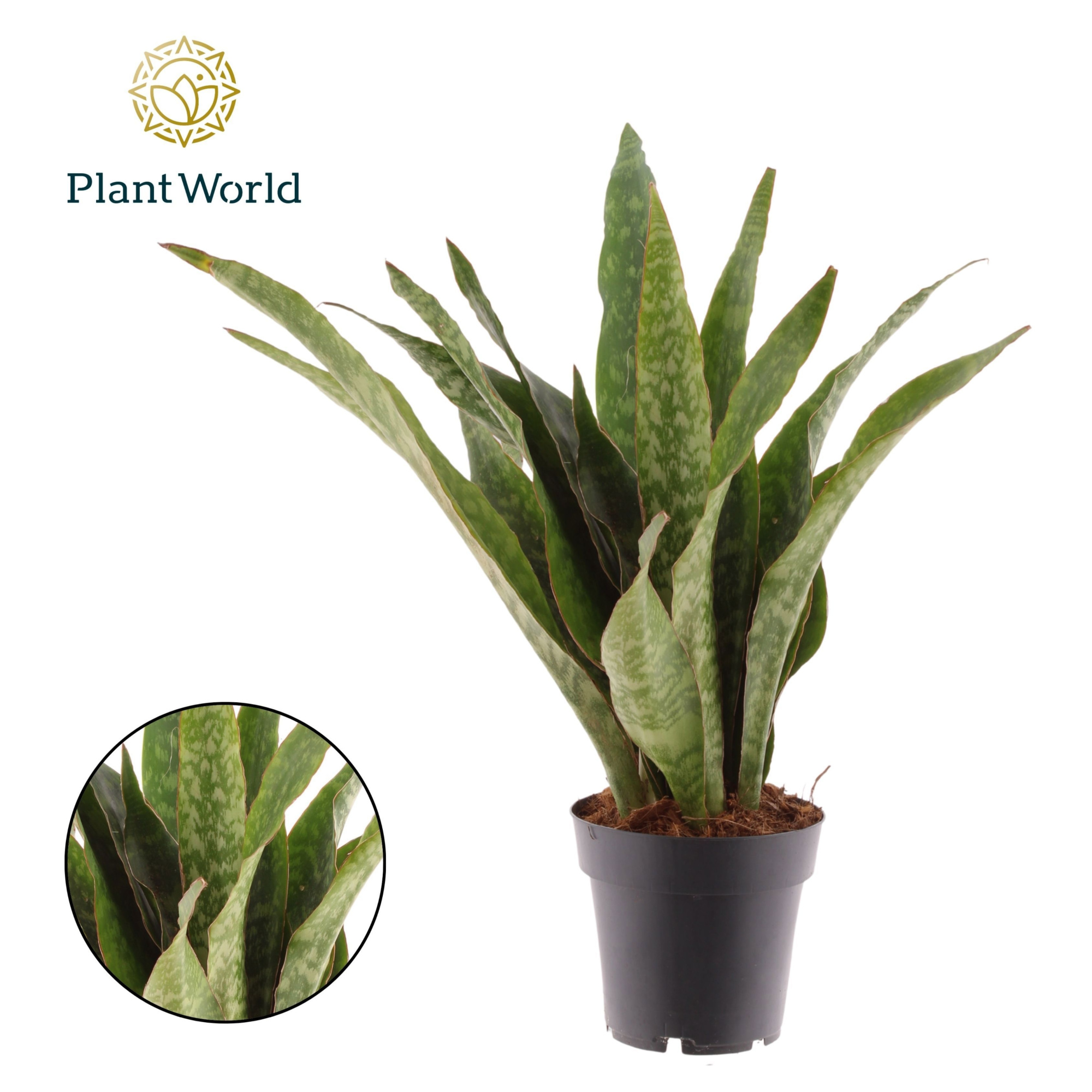 Sansevieria Aubrytniana Dragon, D 14 cm