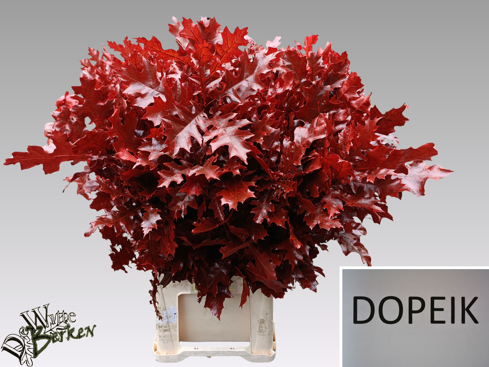 Кверкус Овериг Крашеный (краш. ) 80, шт.