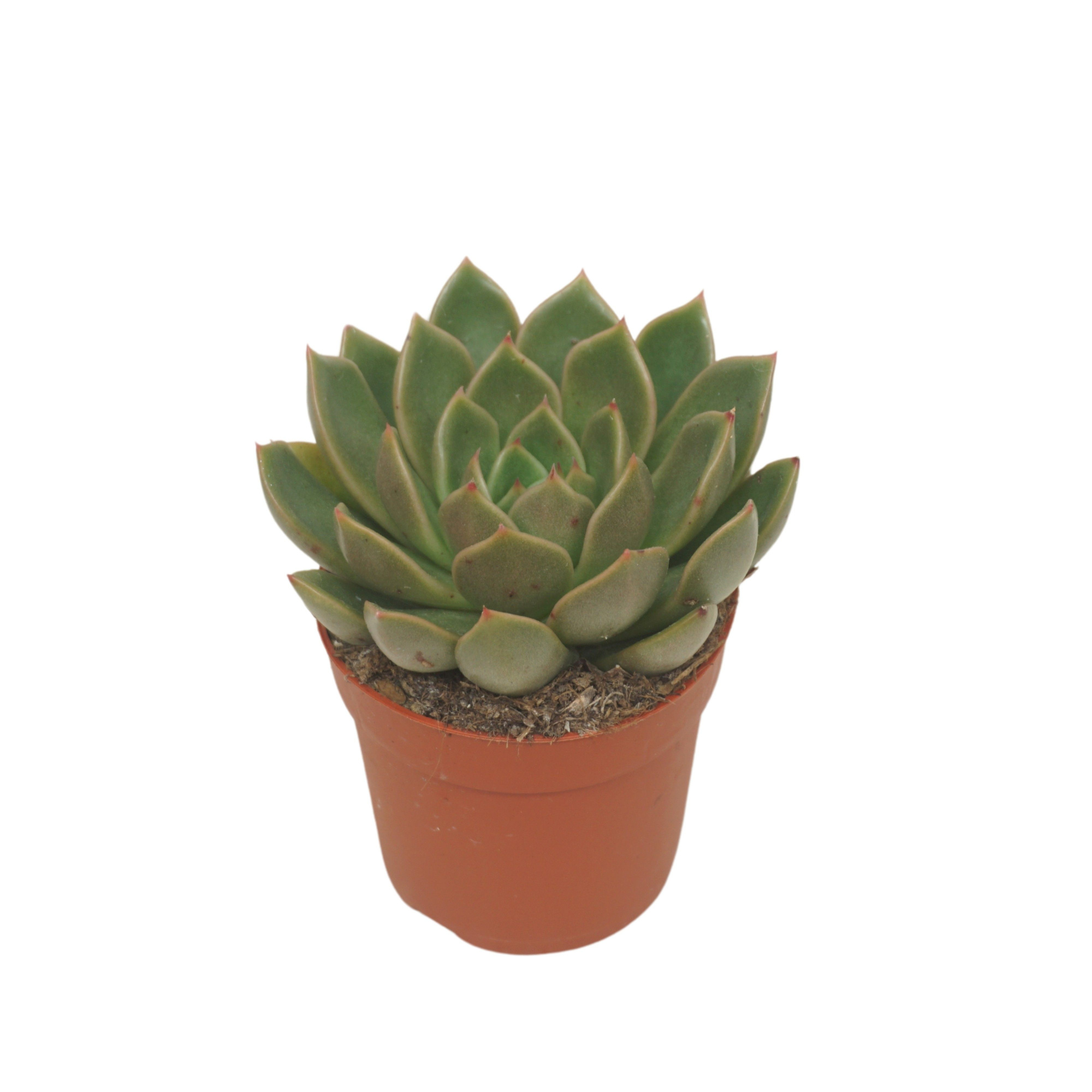 Echeveria mira 7 cm, D 7 cm