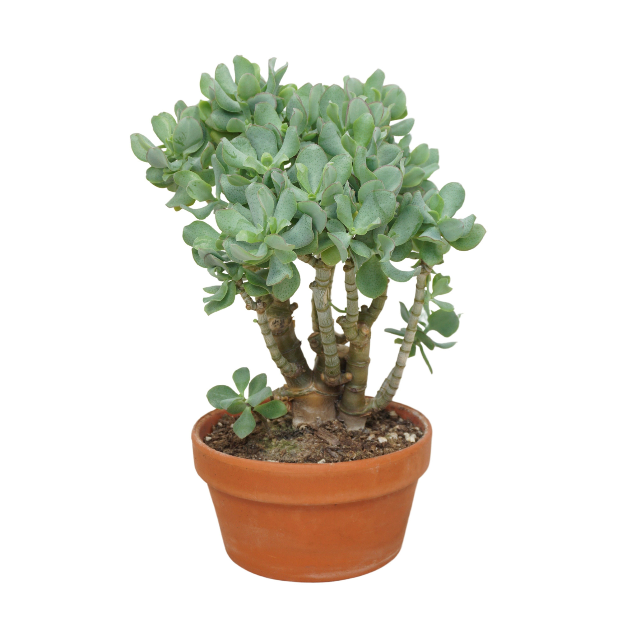Bonsai Crassula arborescens krul 20 cm, D 20 cm
