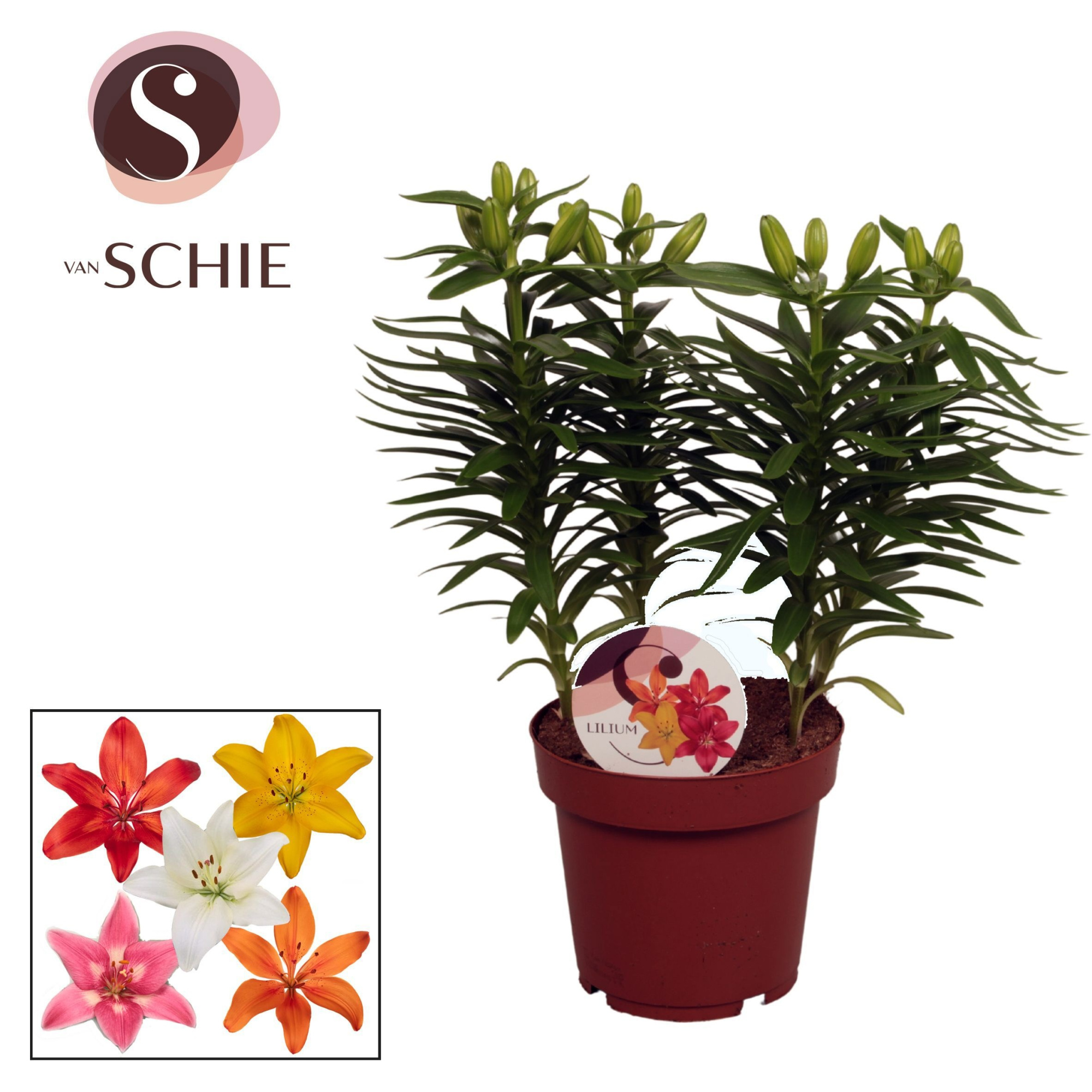 Aziaat Mix 4pp, D 19