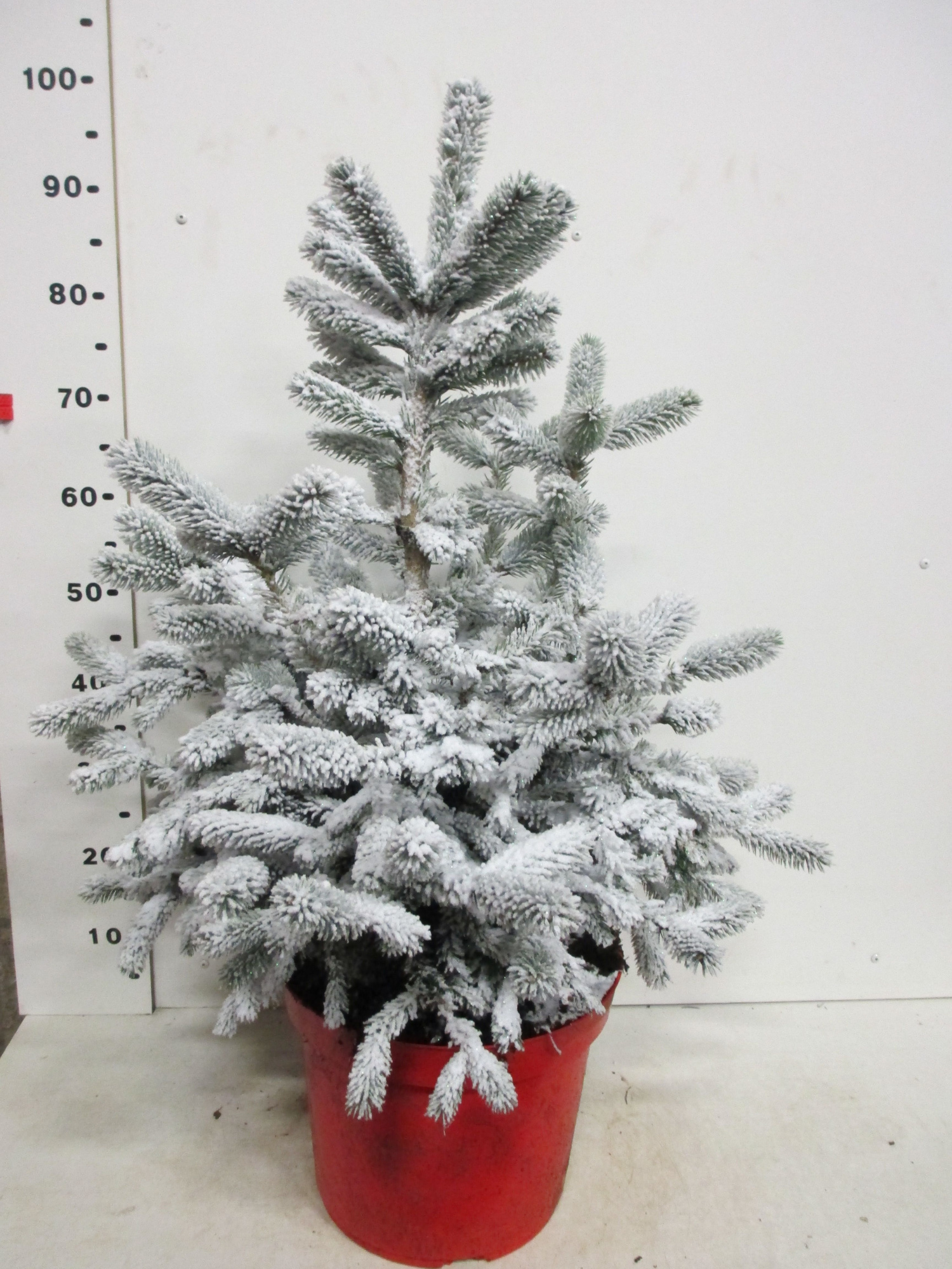 Picea sneeuw Super Blue 60-80 cm P30, D 30 cm