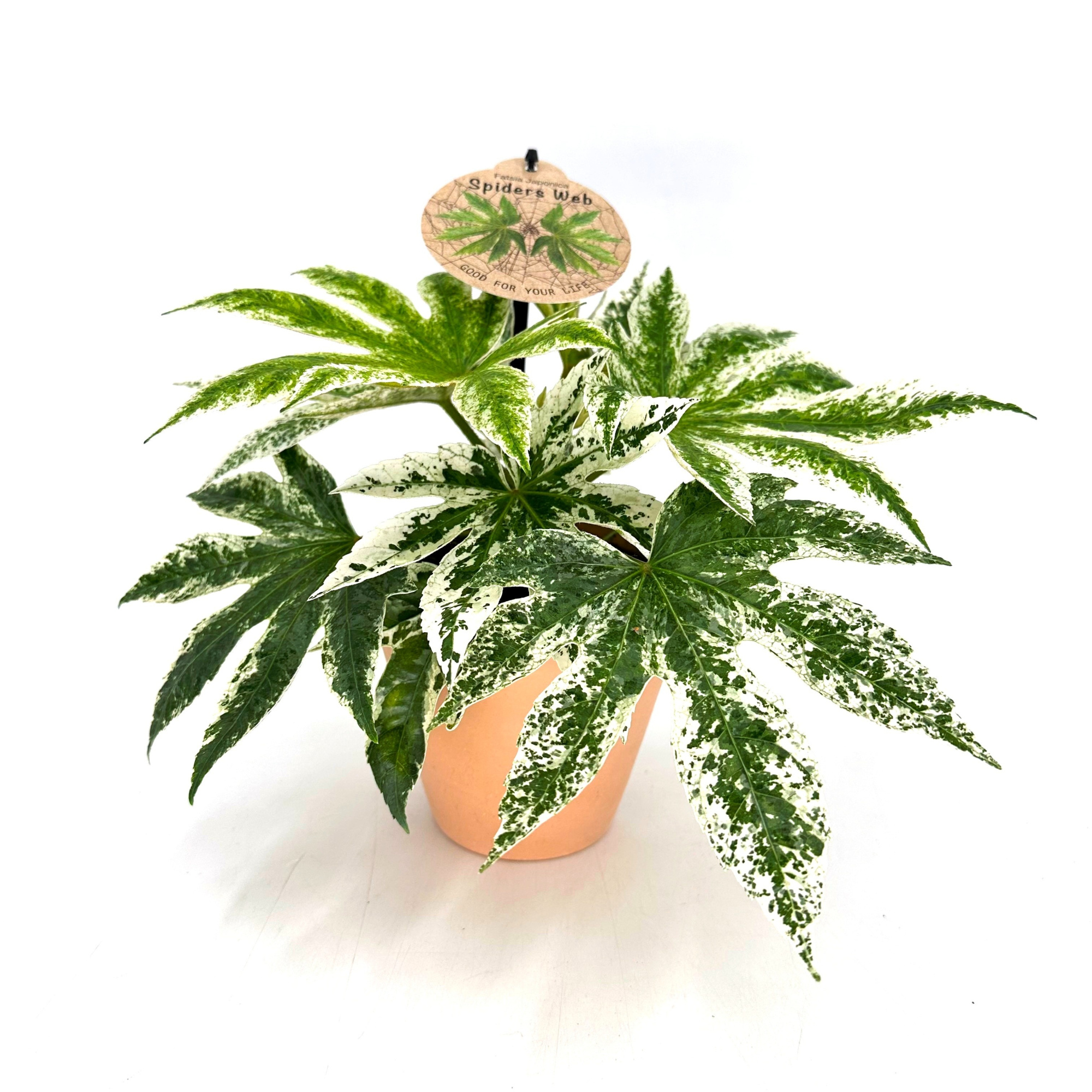 "Spider Web" Fatsia Japonica Variegata w/claypot, D 13 cm