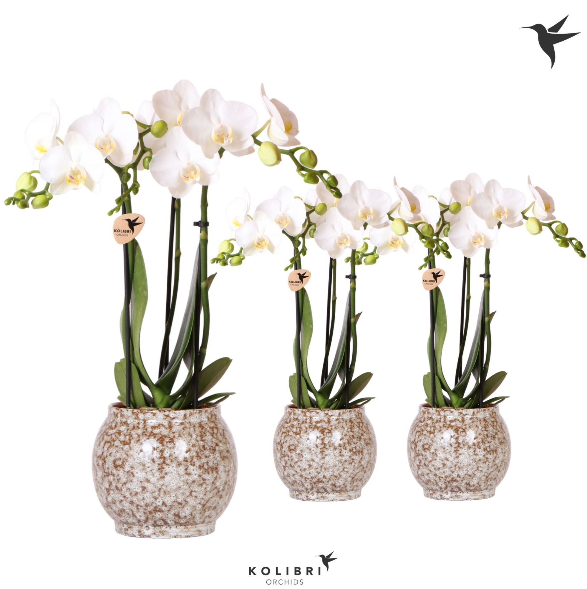 Kolibri Orchids Phalaenopsis white 3 spike in Safari pot, D 9