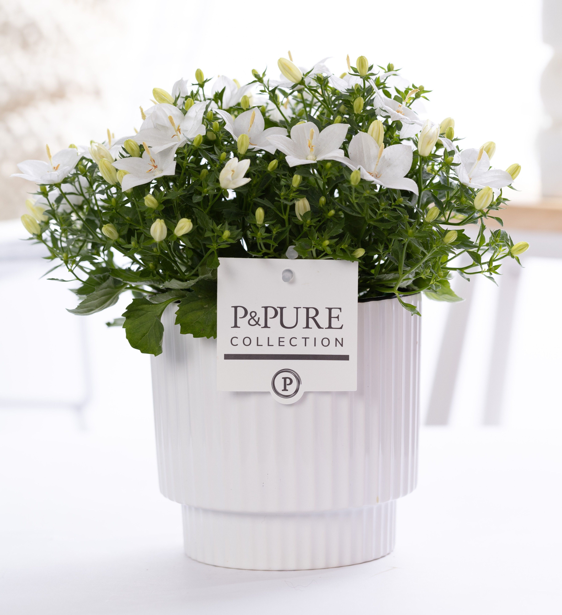 Campanula 'Atlanta' Pure Ivy Ceramics, D 15