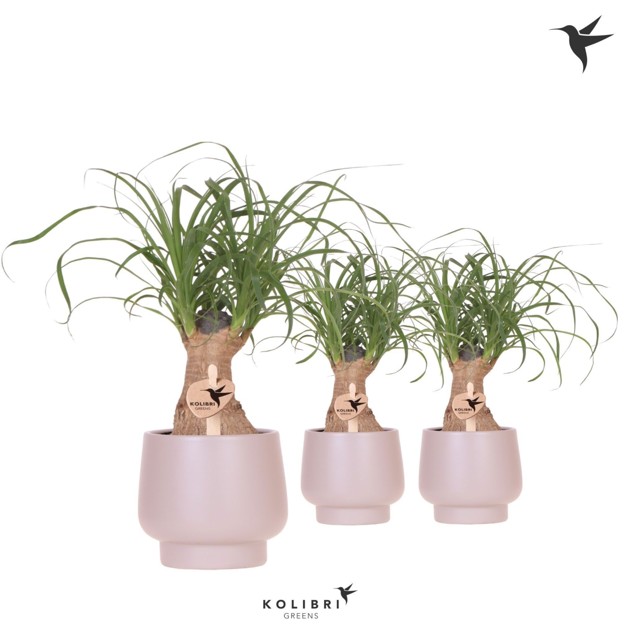 Kolibri Greens Beaucarnea in Scandic pot taupe, D 9 cm