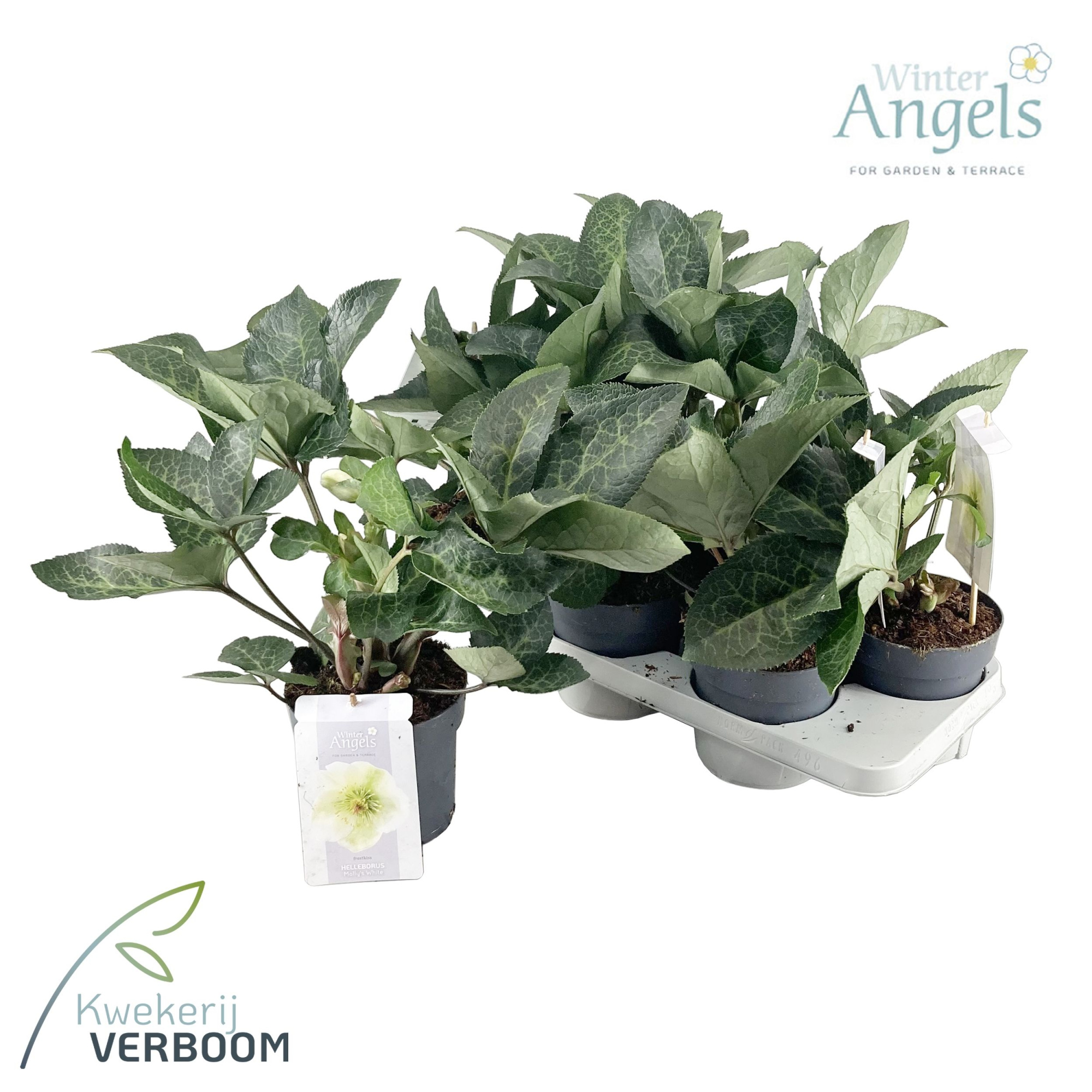 Helleborus Frostkiss Molly's White p15 GROEN, D 15 cm