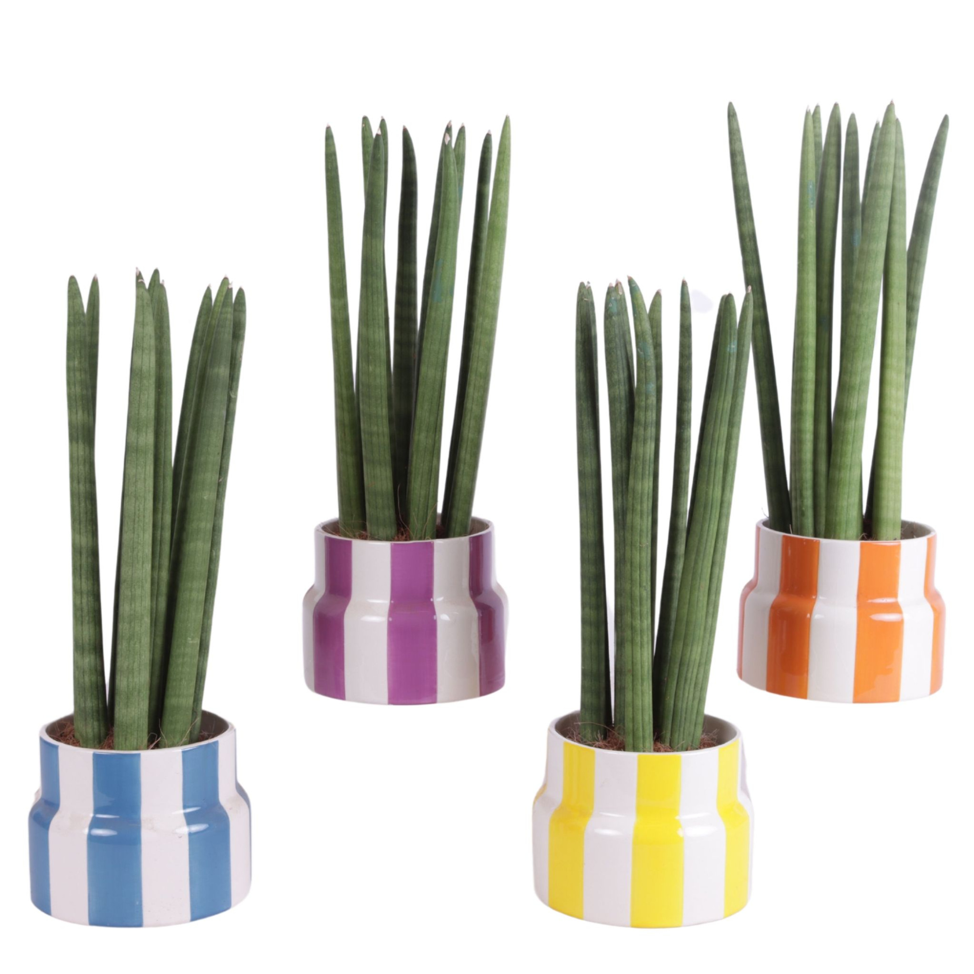 Sansevieria Cylindrica Straight 10 Leaf Ø15cm Ceramic EV563, D 15 cm