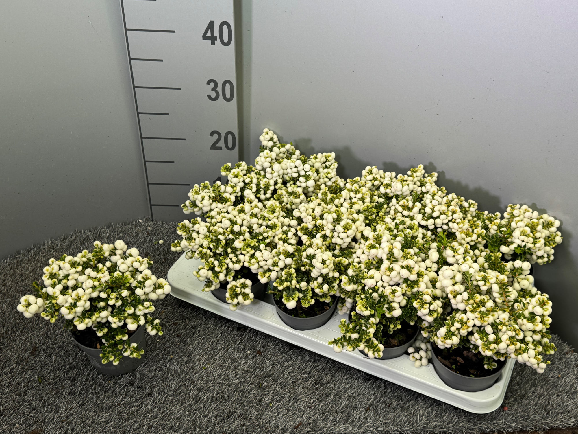 Pernettya Wit, D 10,5 cm