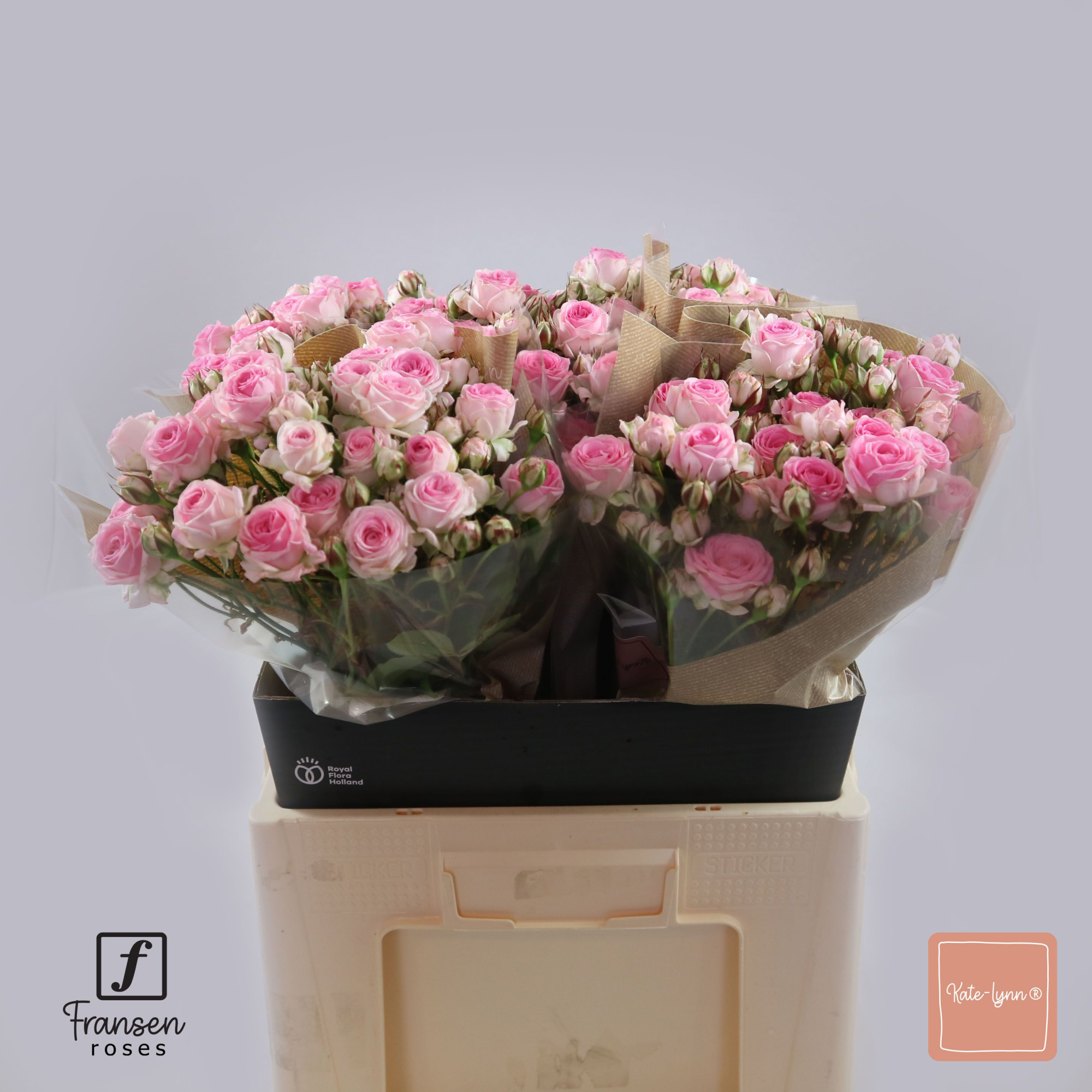 Роза куст. Кейт-Лин 60, шт.