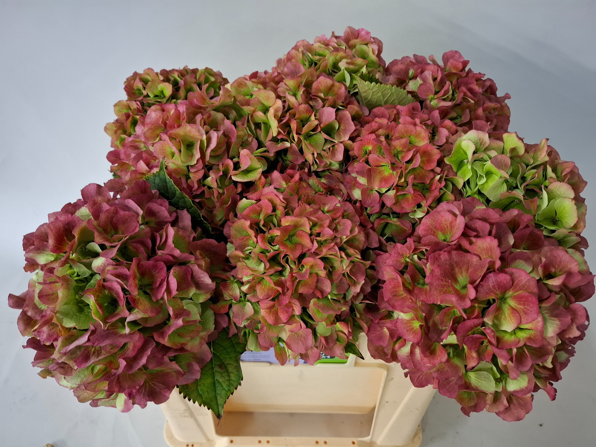 Гортензия Вайт Верена Классик 50, шт.