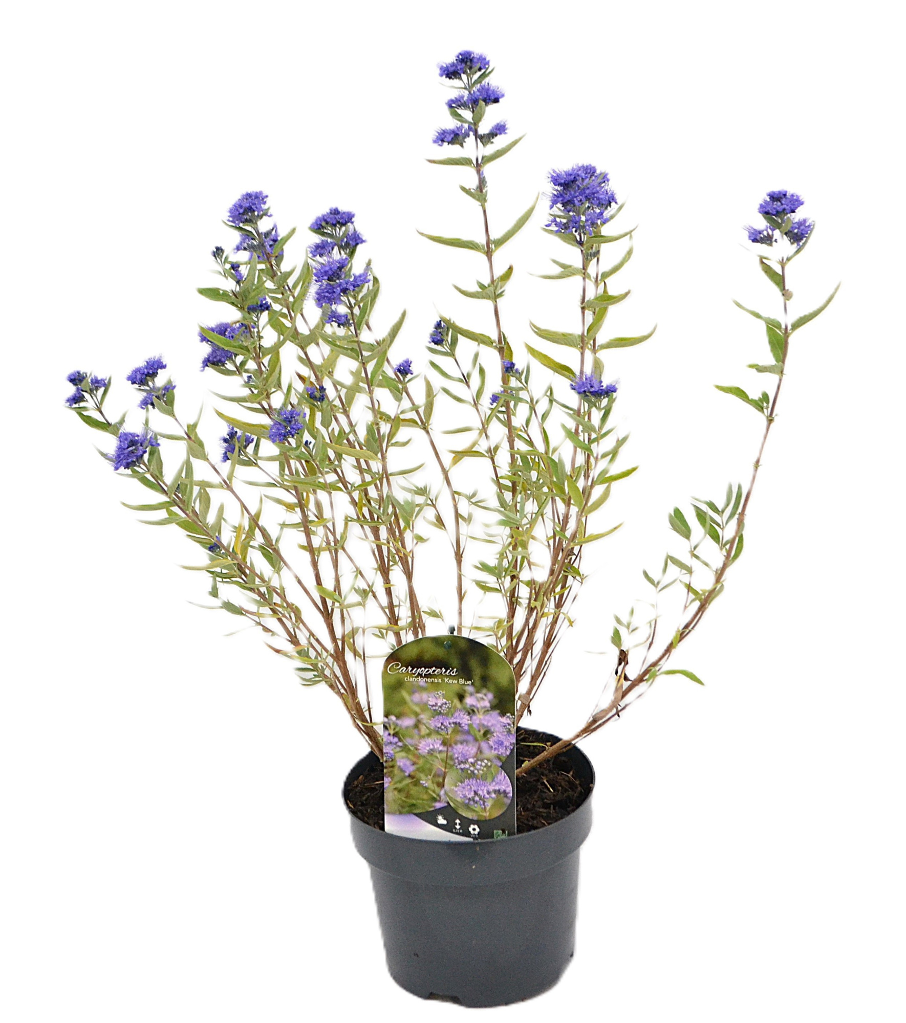 Caryopteris cla. 'Kew Blue' C3, D 19