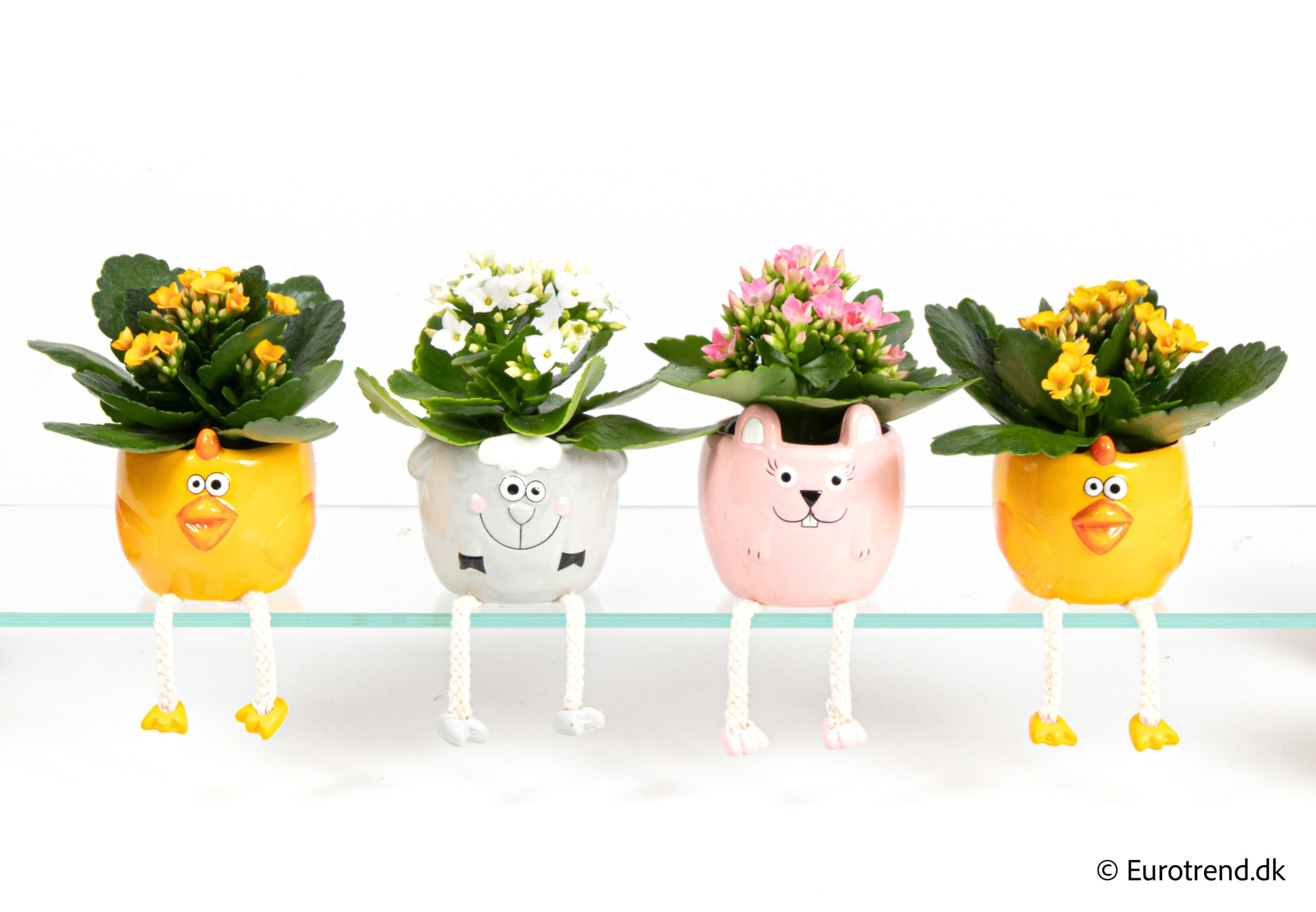 Kalanchoe in Easter ceramic 2026, D 6