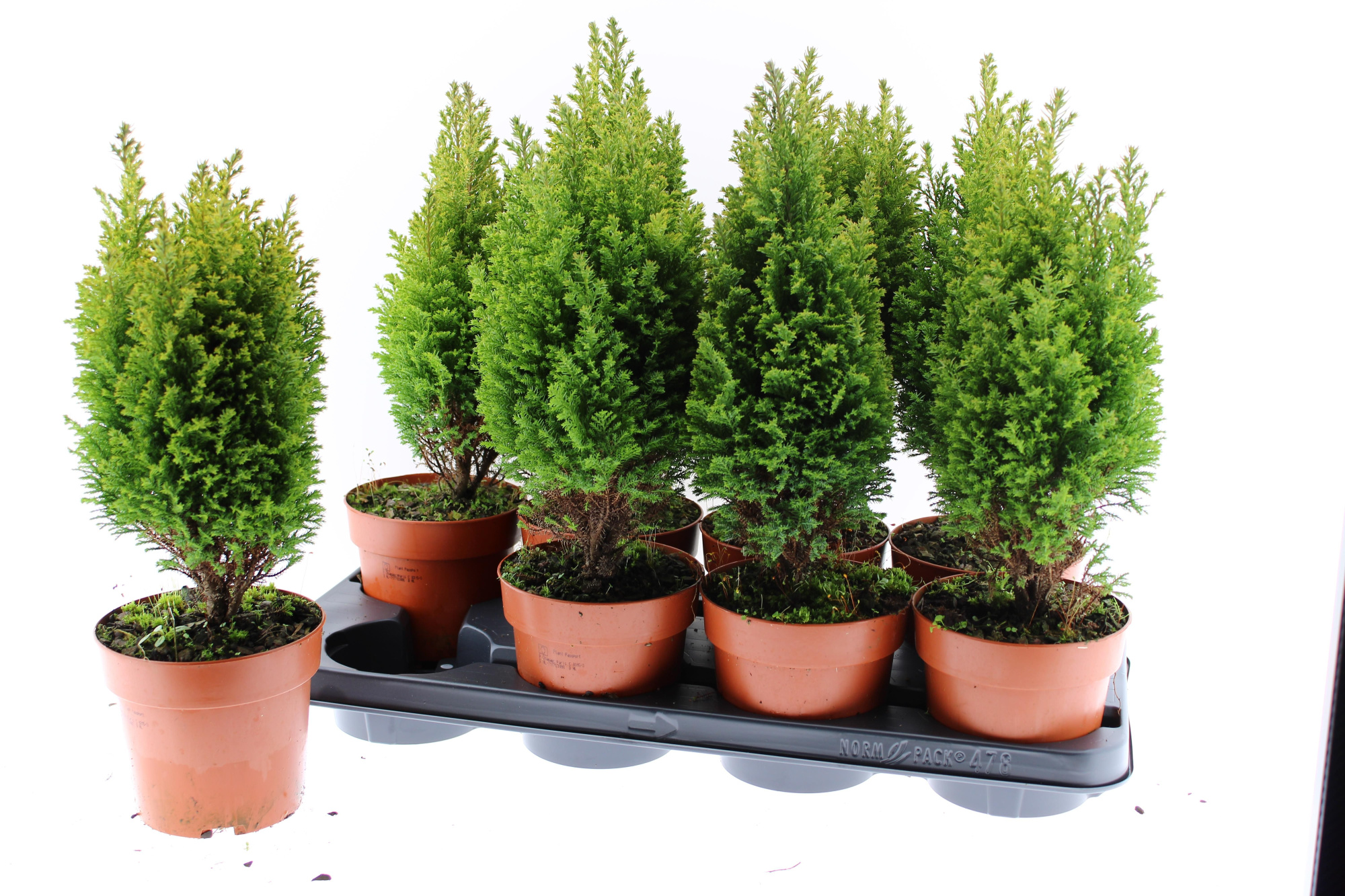 Ellwoodii Gold, D 13