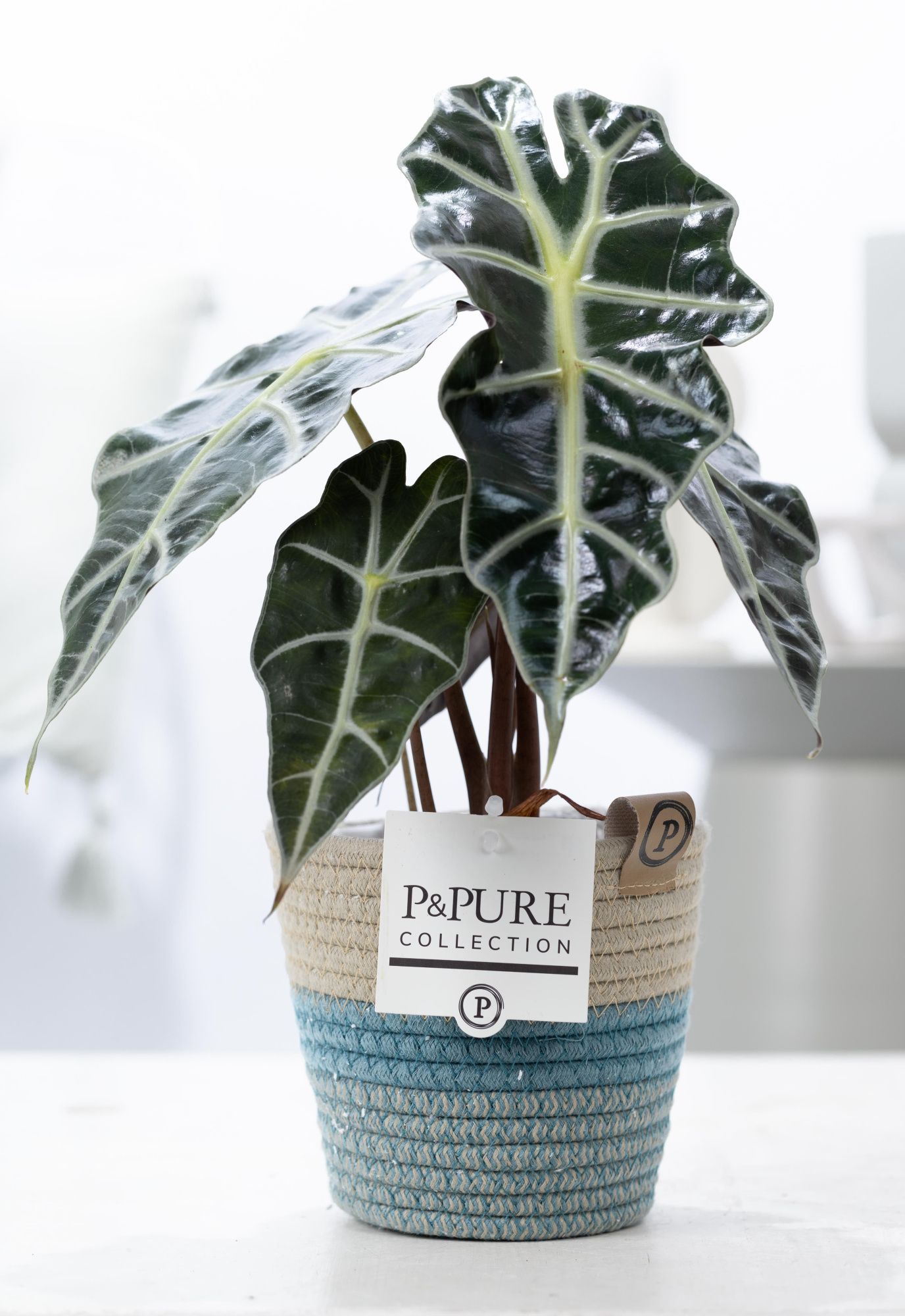 Alocasia Polly in P&PURE Fashionpot Valerie, D 12 cm
