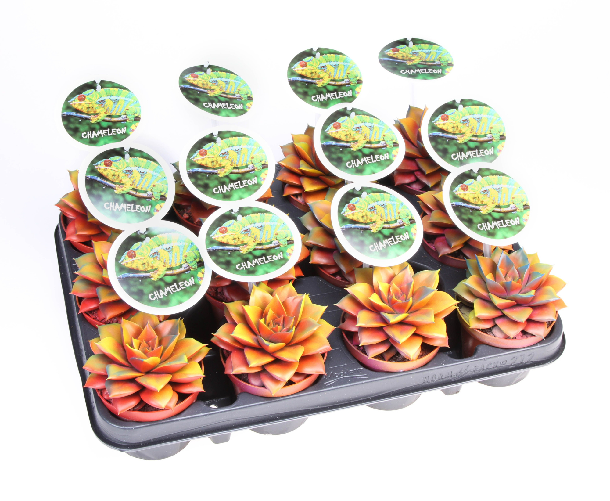 Purper Chameleon special + etiket, D 8,5 cm
