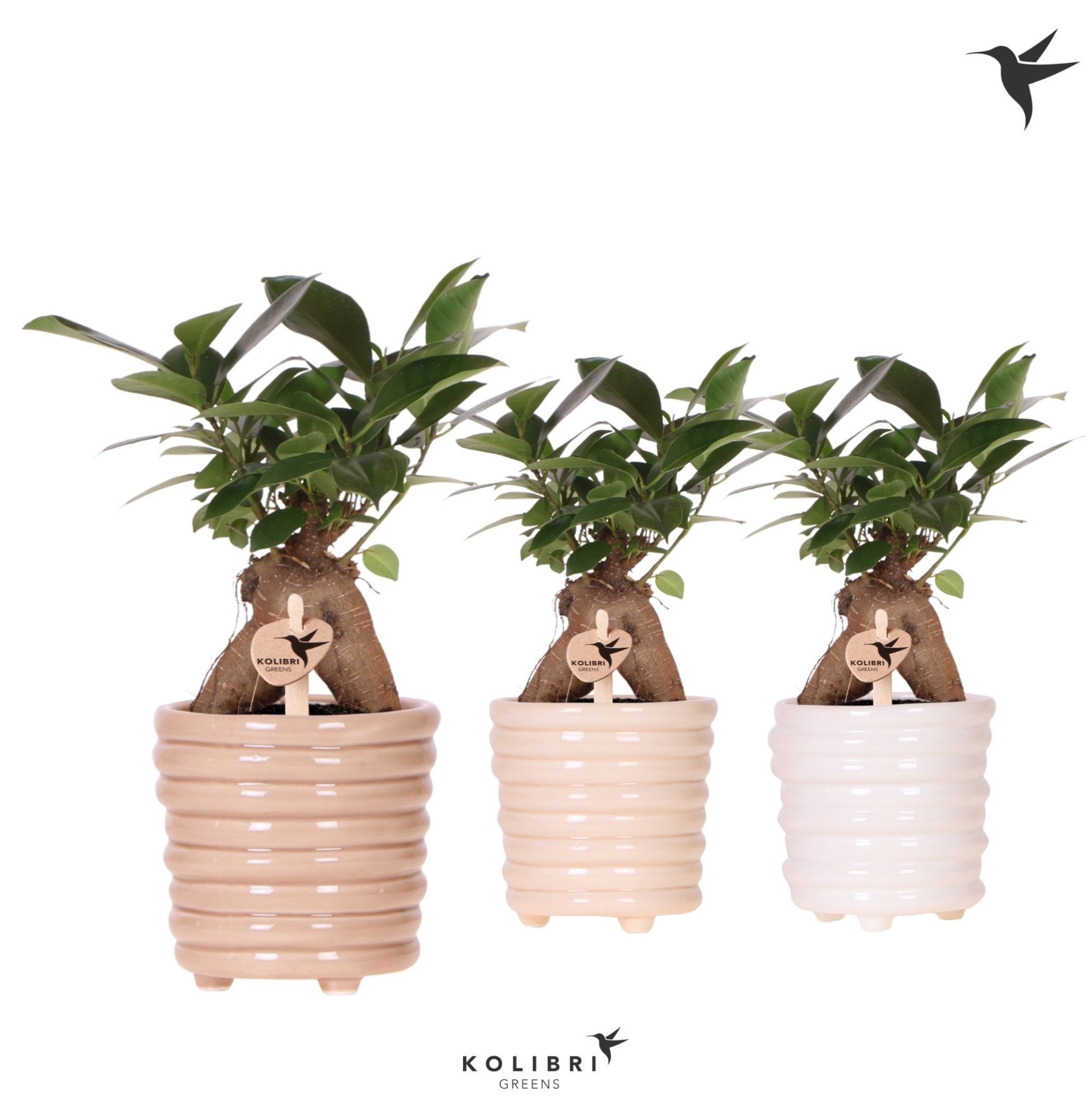 Kolibri Greens Ficus Ginseng Retusa in Ring pot mix, D 9 cm