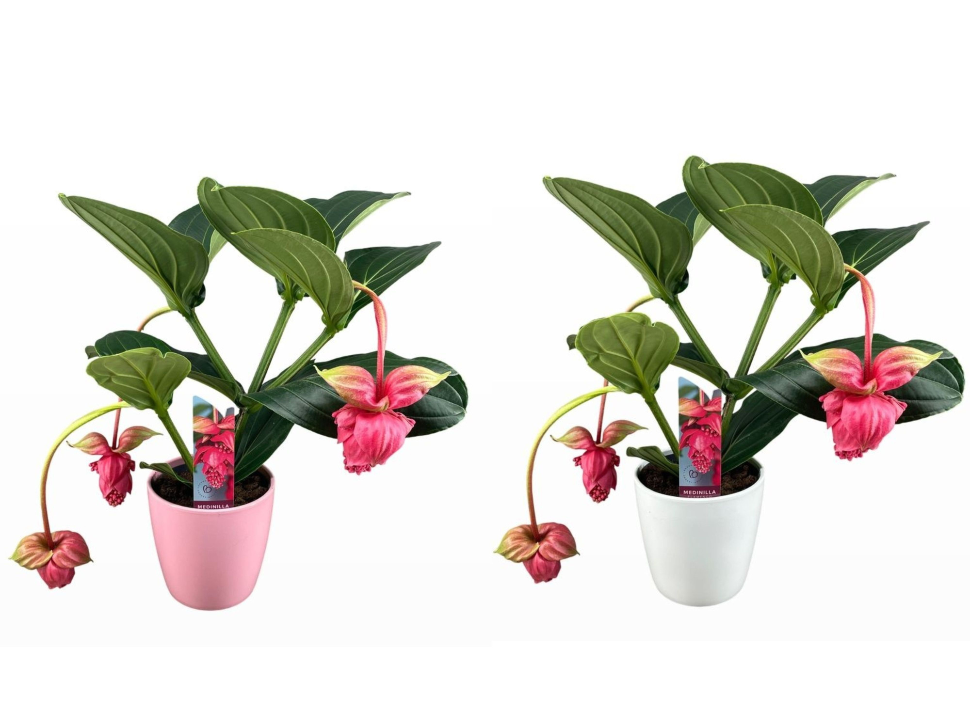 Medinilla magnifica Flamenco 2 etage 3/4 knop in mix keramiek, D 19