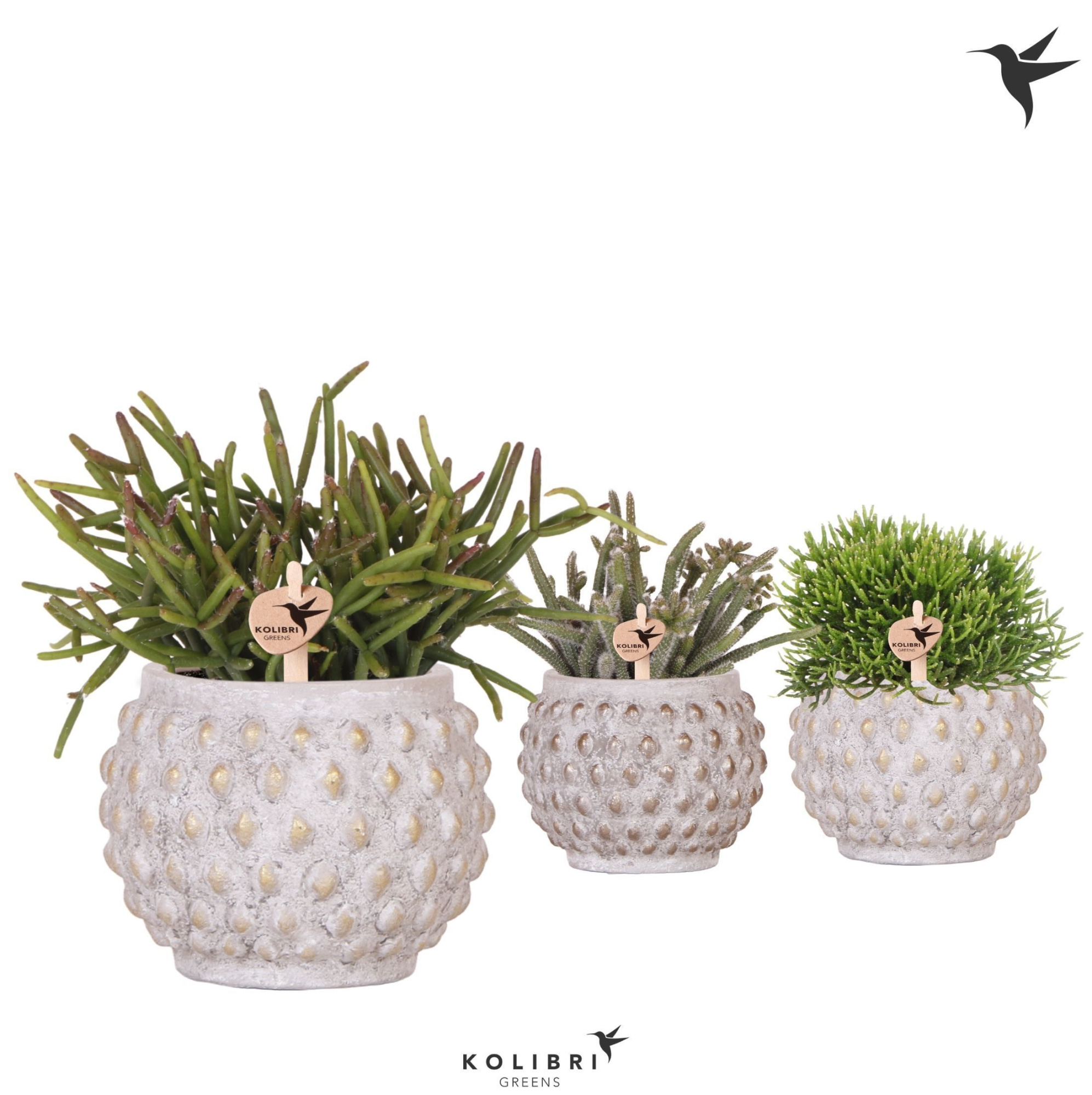 Kolibri Greens Rhipsalis mix in Marrakesh pot gold copper mix, D 9 cm