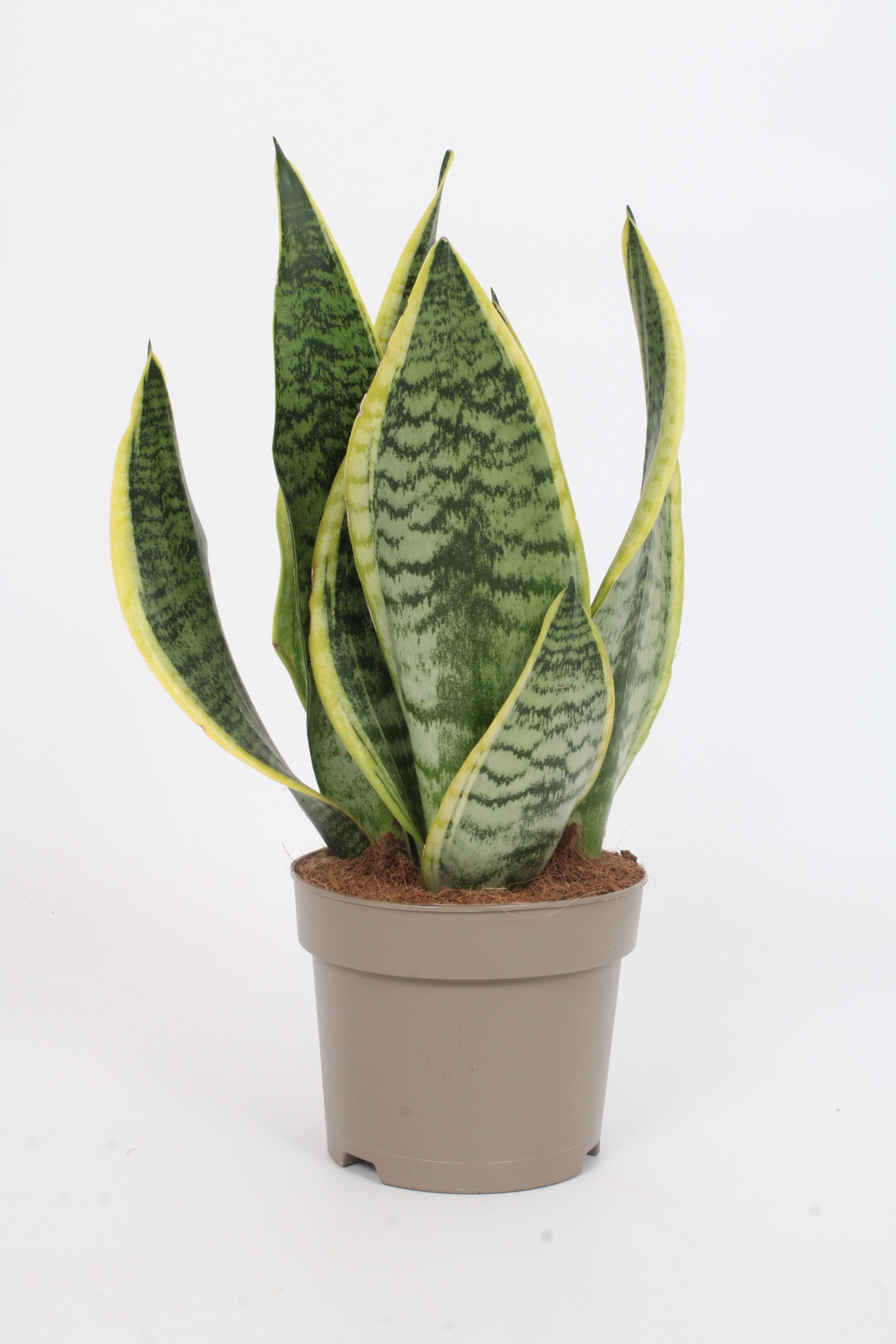 Sansevieria trifasciata 'Futura Superba' 3 p.p. 15cm, D 15 cm