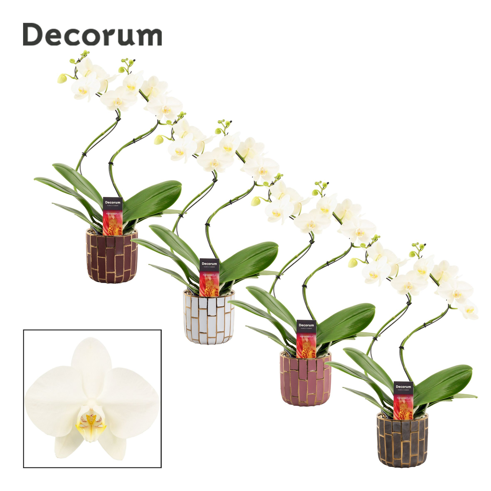Phalaenopsis hurricane wit in Pascalle (Luxury world-collection), D 12 cm