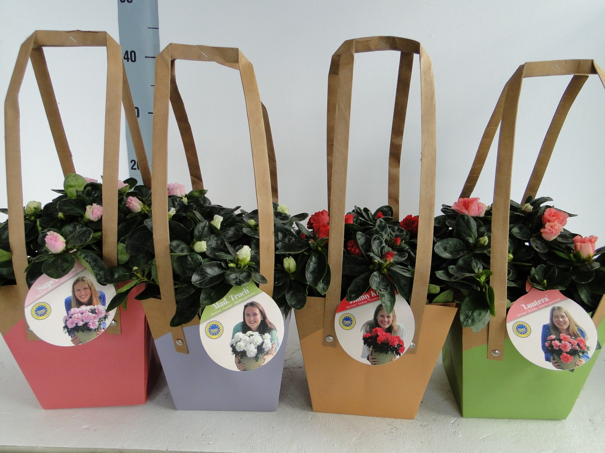 GHENT AZALEA YOUNG STARS POT 12 BAG, D 12 cm