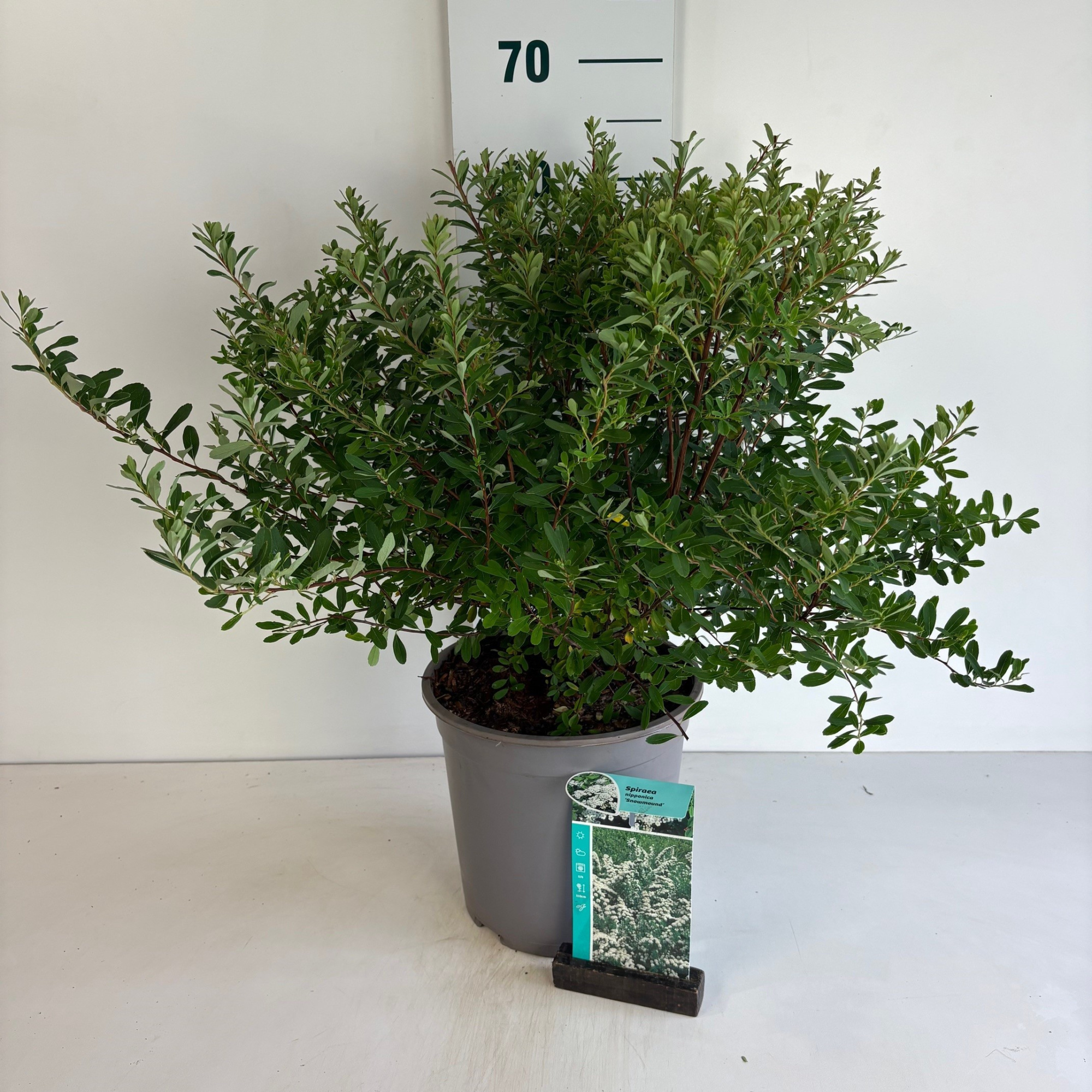 Spiraea nipponica Snowmound, D 24 cm