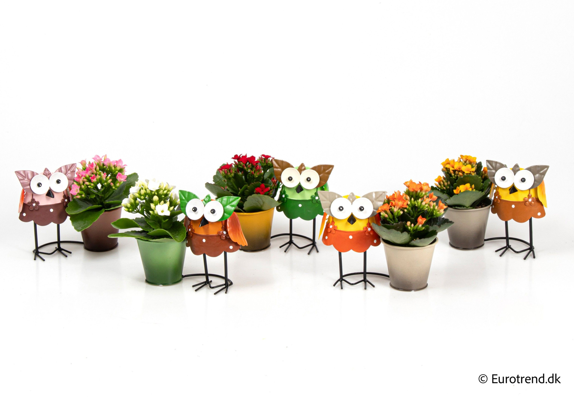 Kalanchoe in owl metal pots - Spring, Summer & Autumn 2025, D 6 cm