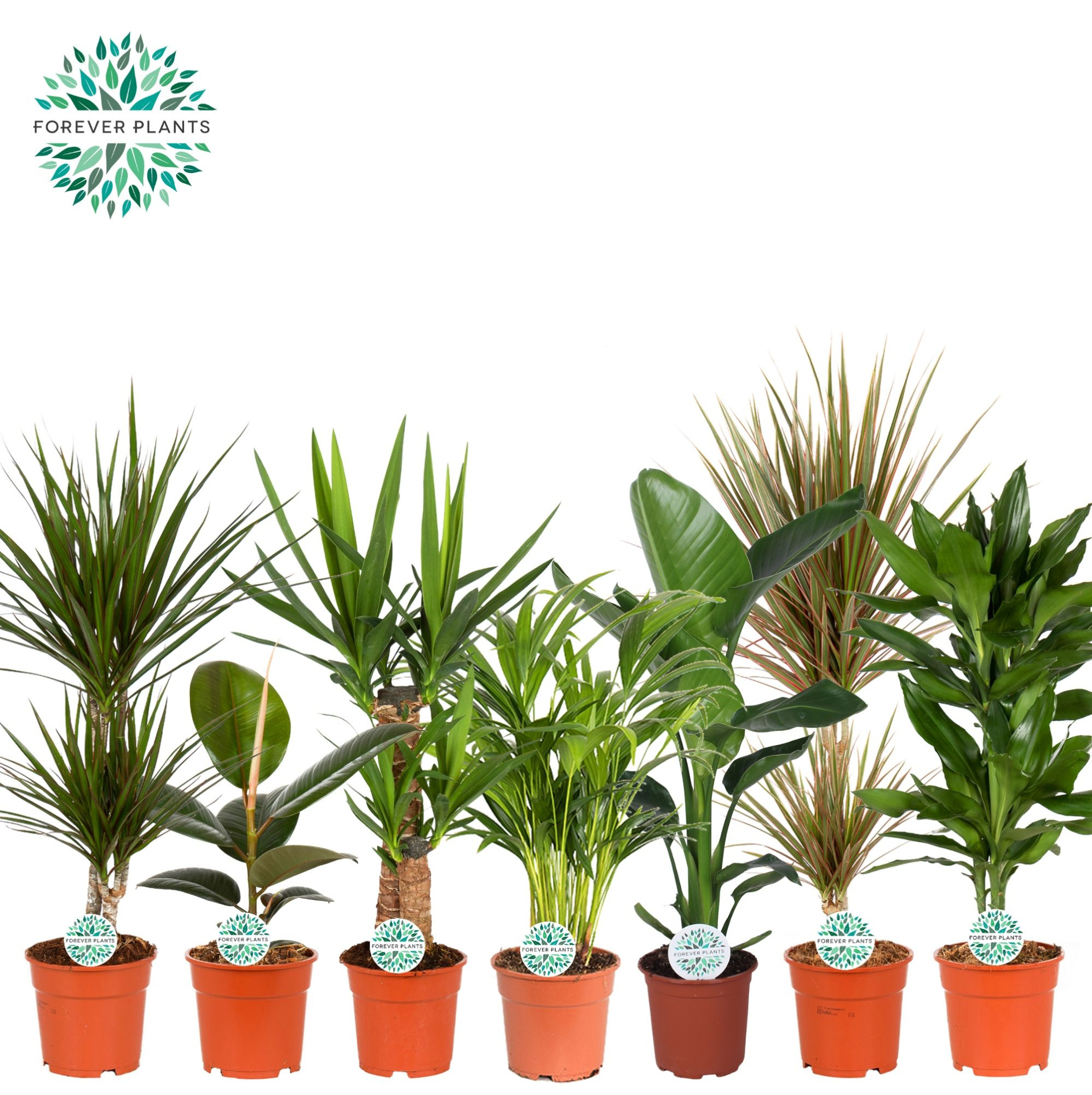 Groen Mix kamerplanten p17, D 17 cm