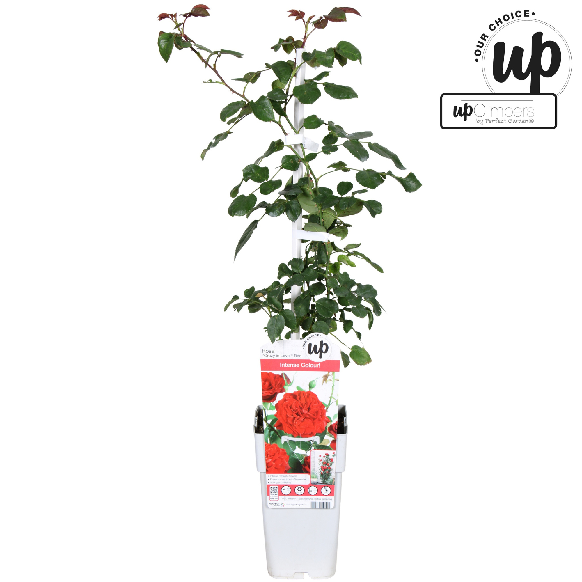 Rosa Crazy in love Red P15, D 15 cm