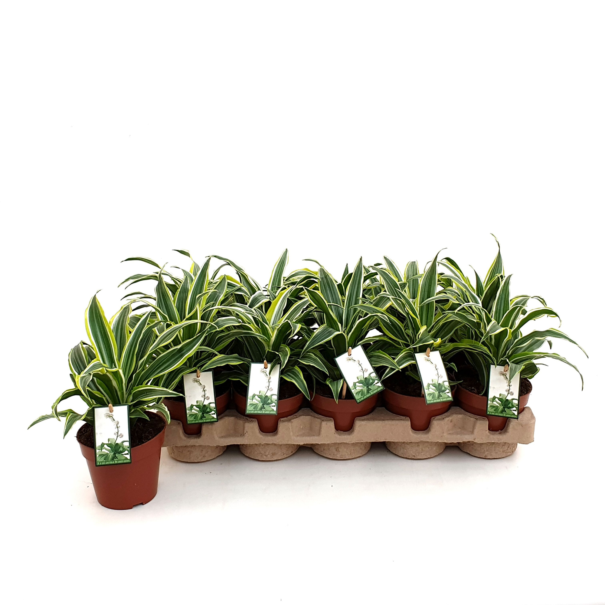 Dracaena Surprise in EcoExpert tray met luxe etiket, D 12 cm
