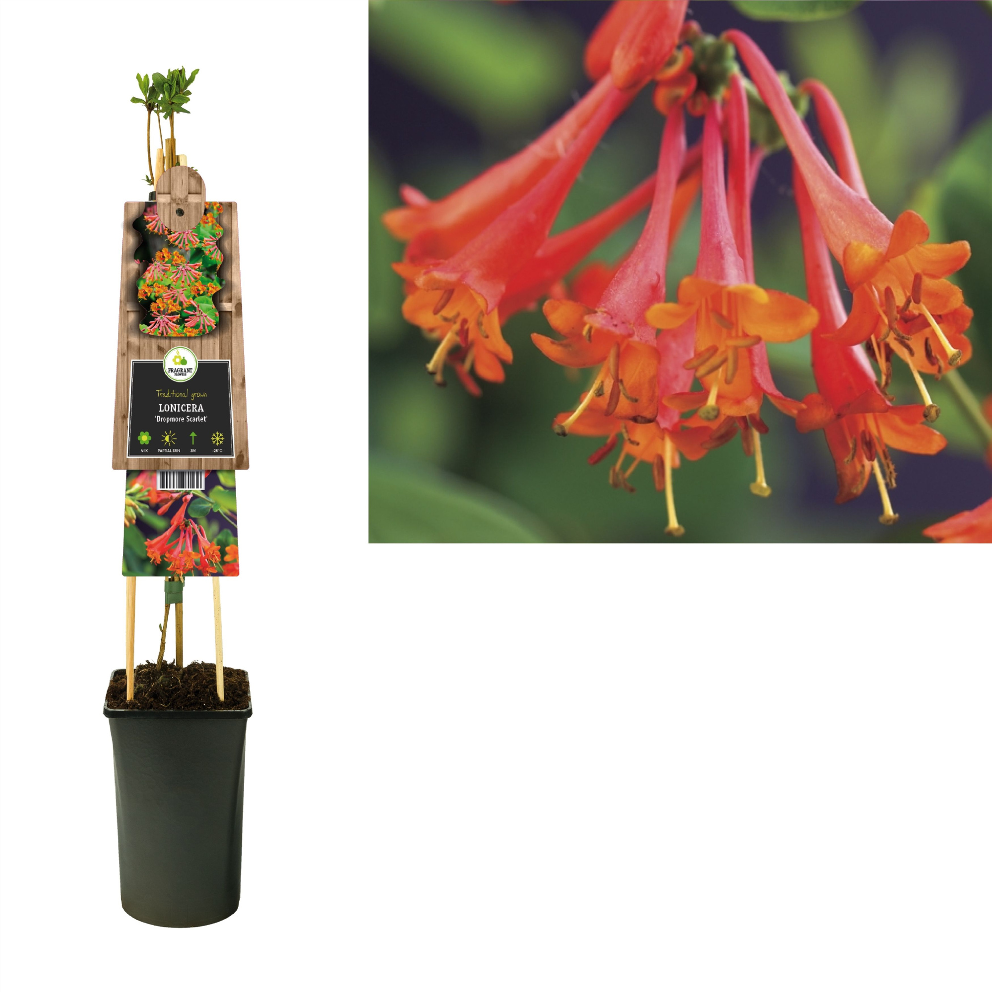 Lonicera 'Dropmore Scarlet' +3.0 label, D 17