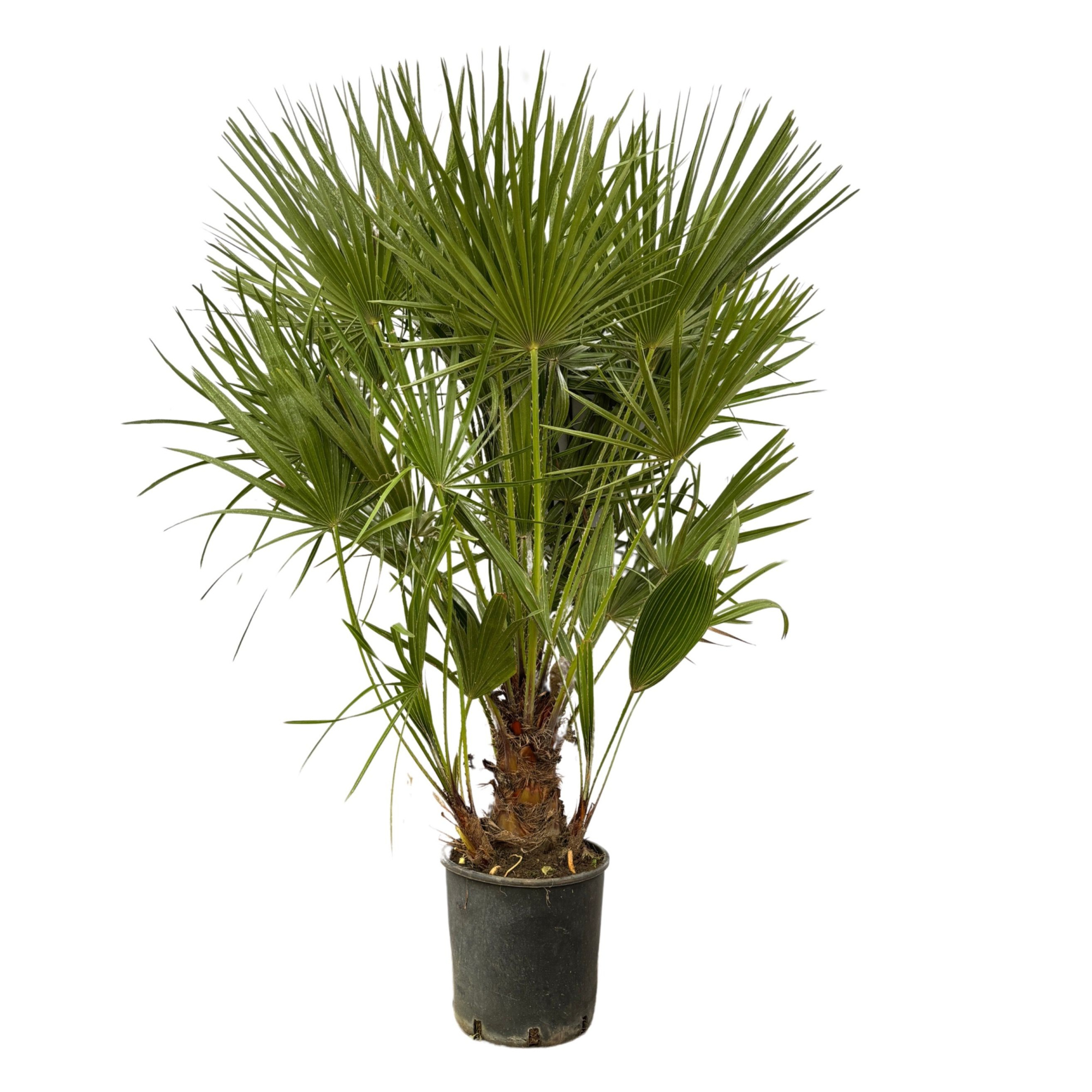 Chamaerops Humilis - 130cm, D 24 cm