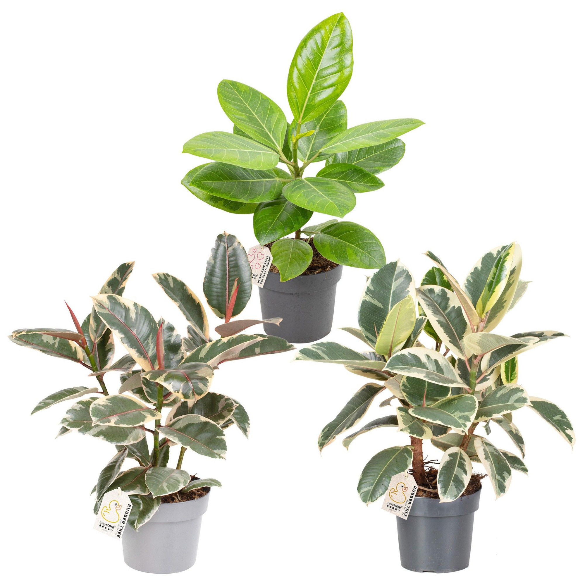 Ficus elastica Mix, D 17 cm