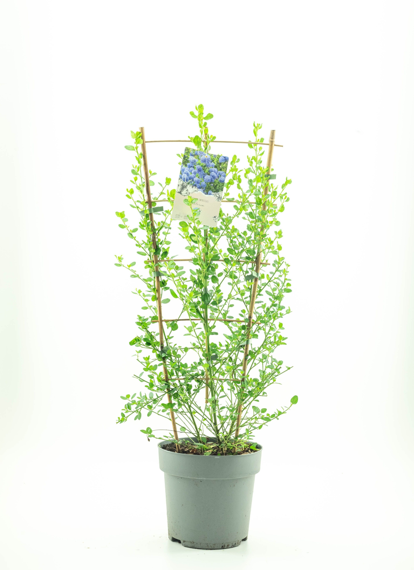 Ceanothus imp. 'Victoria', D 26 cm