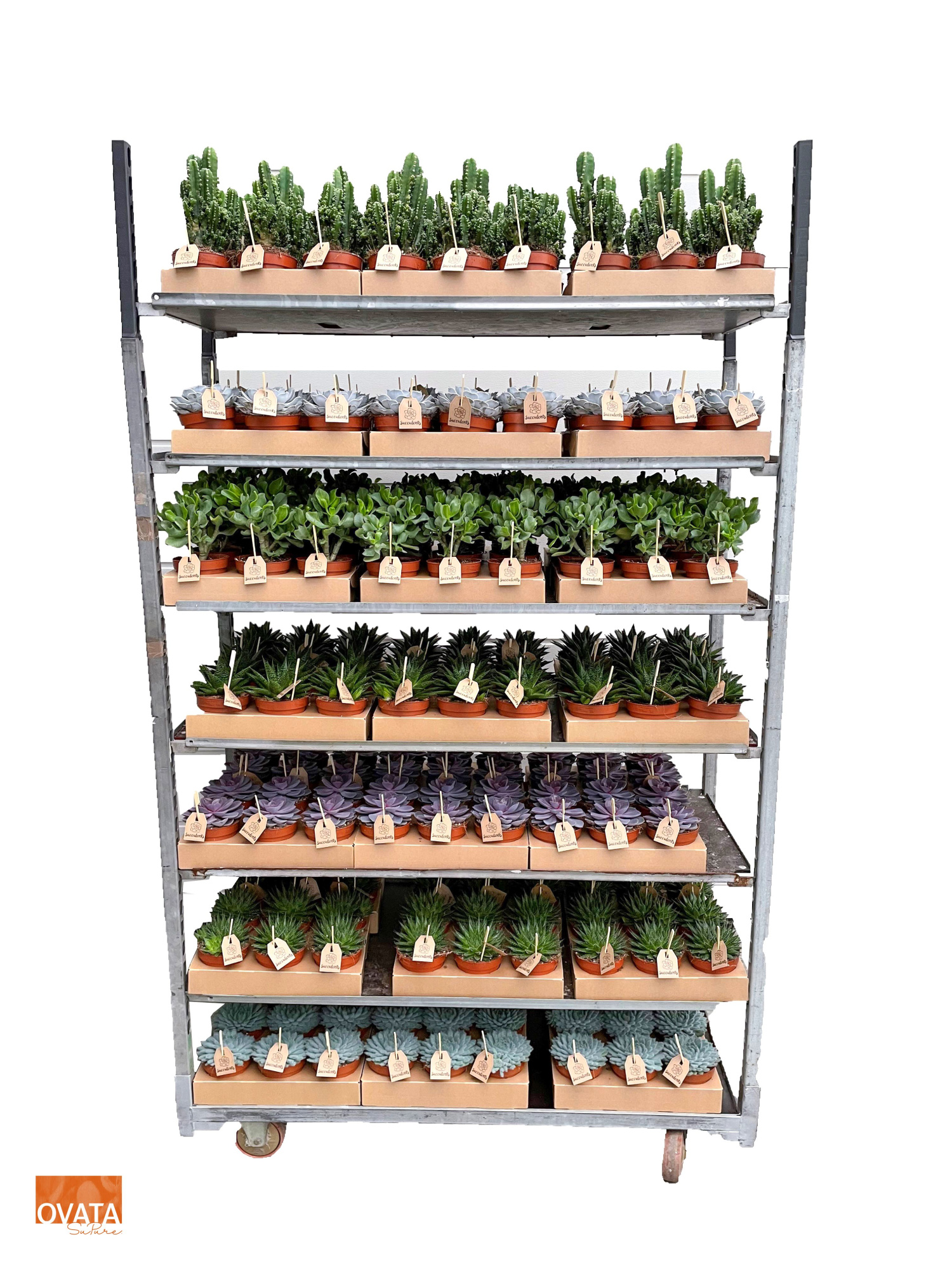 Succulent mix 12, D 12 cm