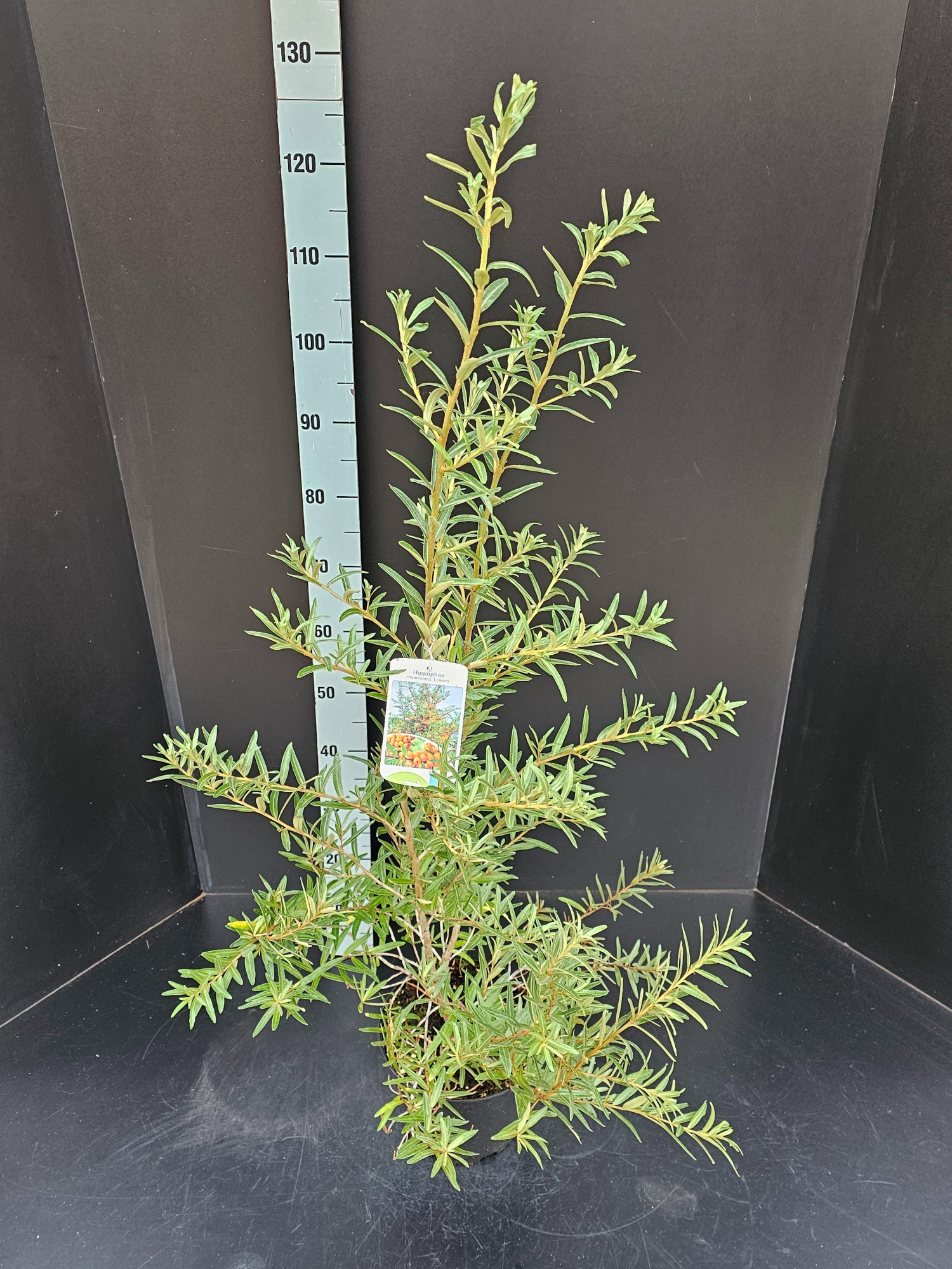 Hippophae rhamnoides Leikora, D 23 cm