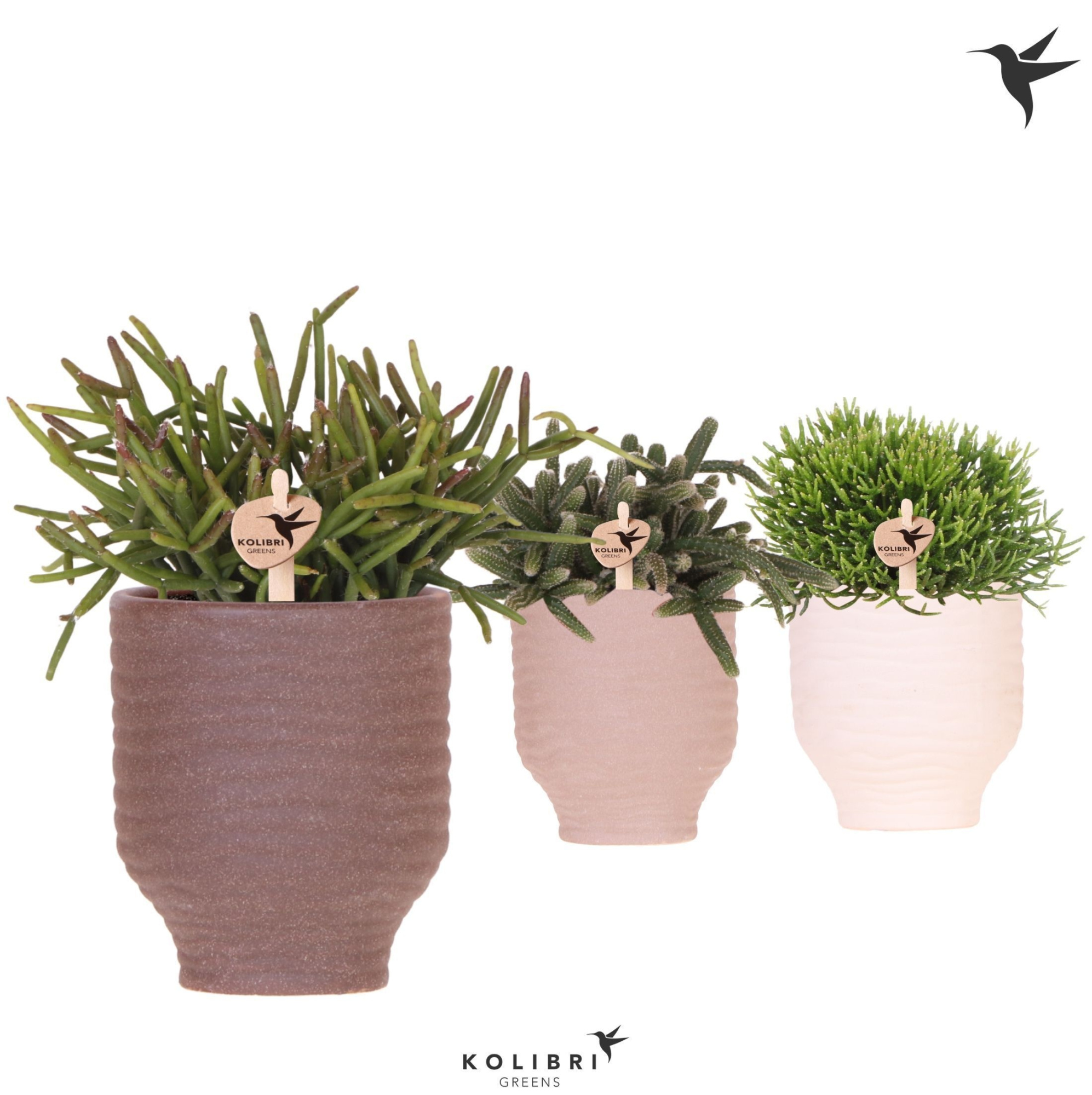 Kolibri Greens Rhipsalis mix in Beach pot mix, D 9 cm