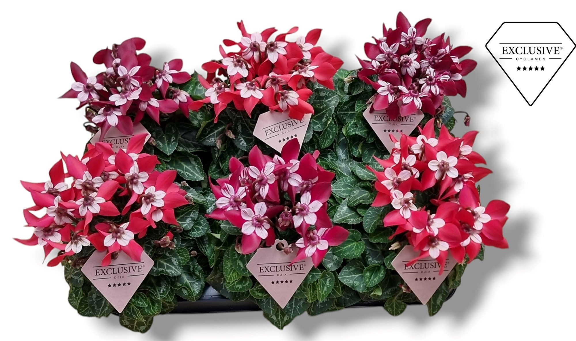 Cyclamen Exclusive® - Djix Mix Rood/Wijnrood, D 10,5 cm