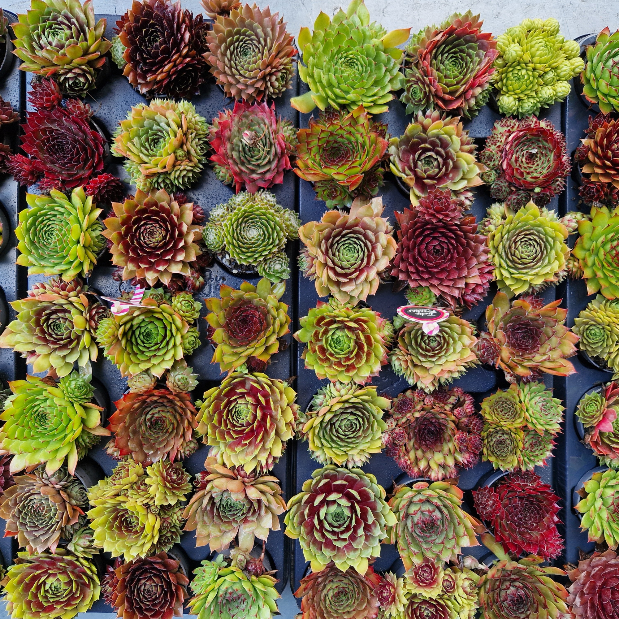 Sempervivum Toetie Froeties ® Potje 7, Mix per Tray, D 7