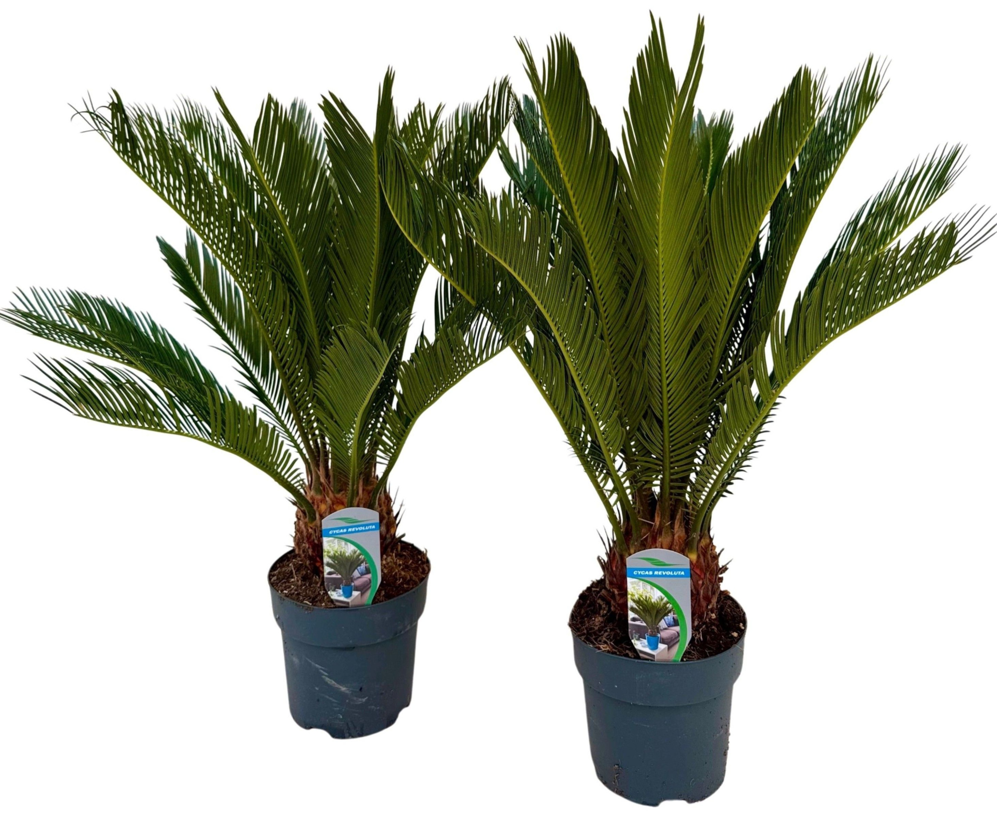 Cycas revoluta P17 XL, D 17 cm