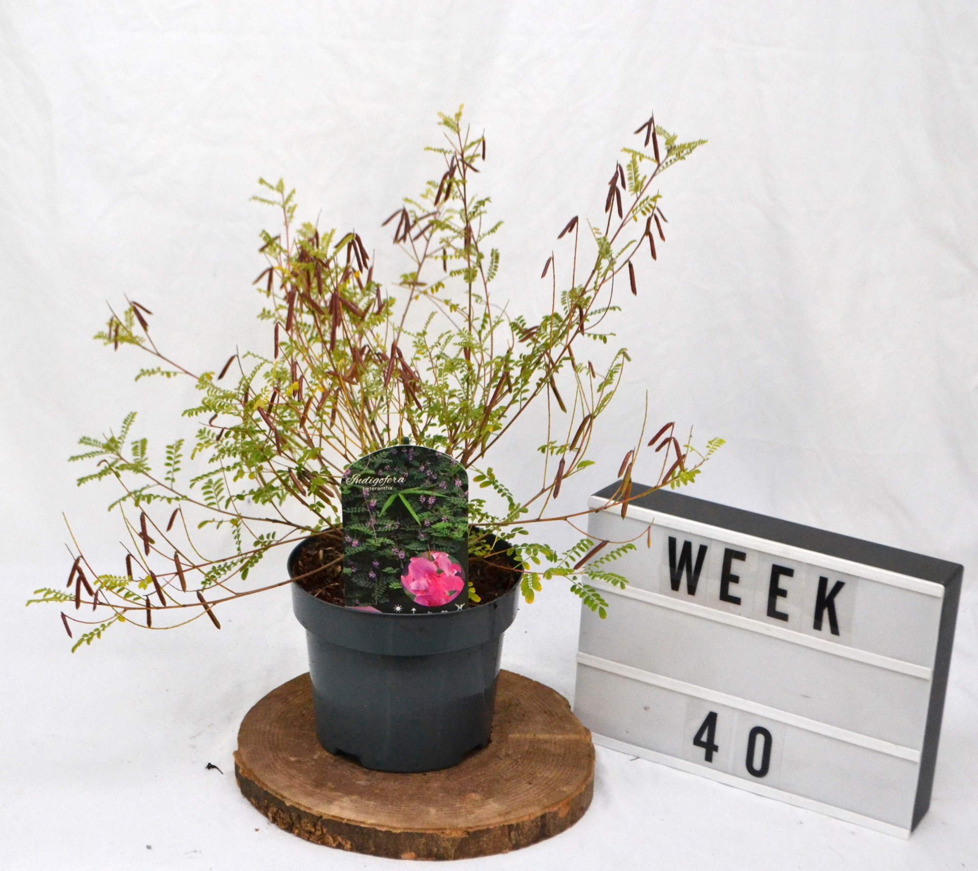 Indigofera heterantha C3, D 19 cm